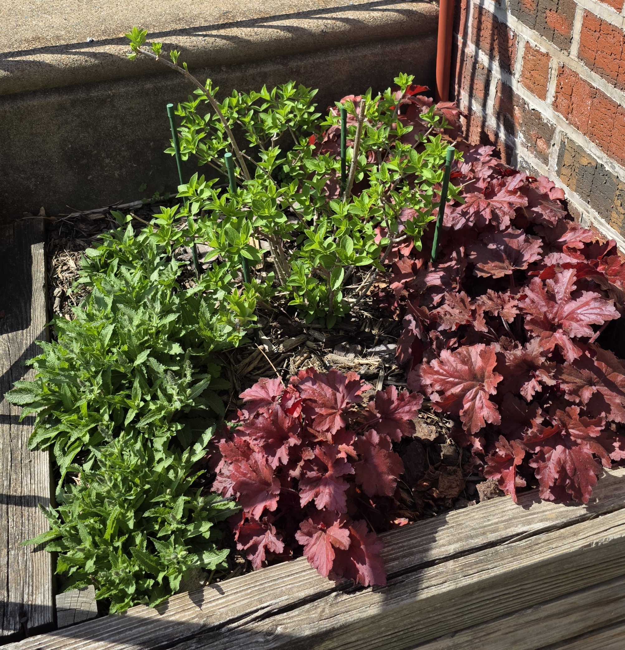 Raised bed with Bobo hydrangea, burgundy heuchera, and salvia