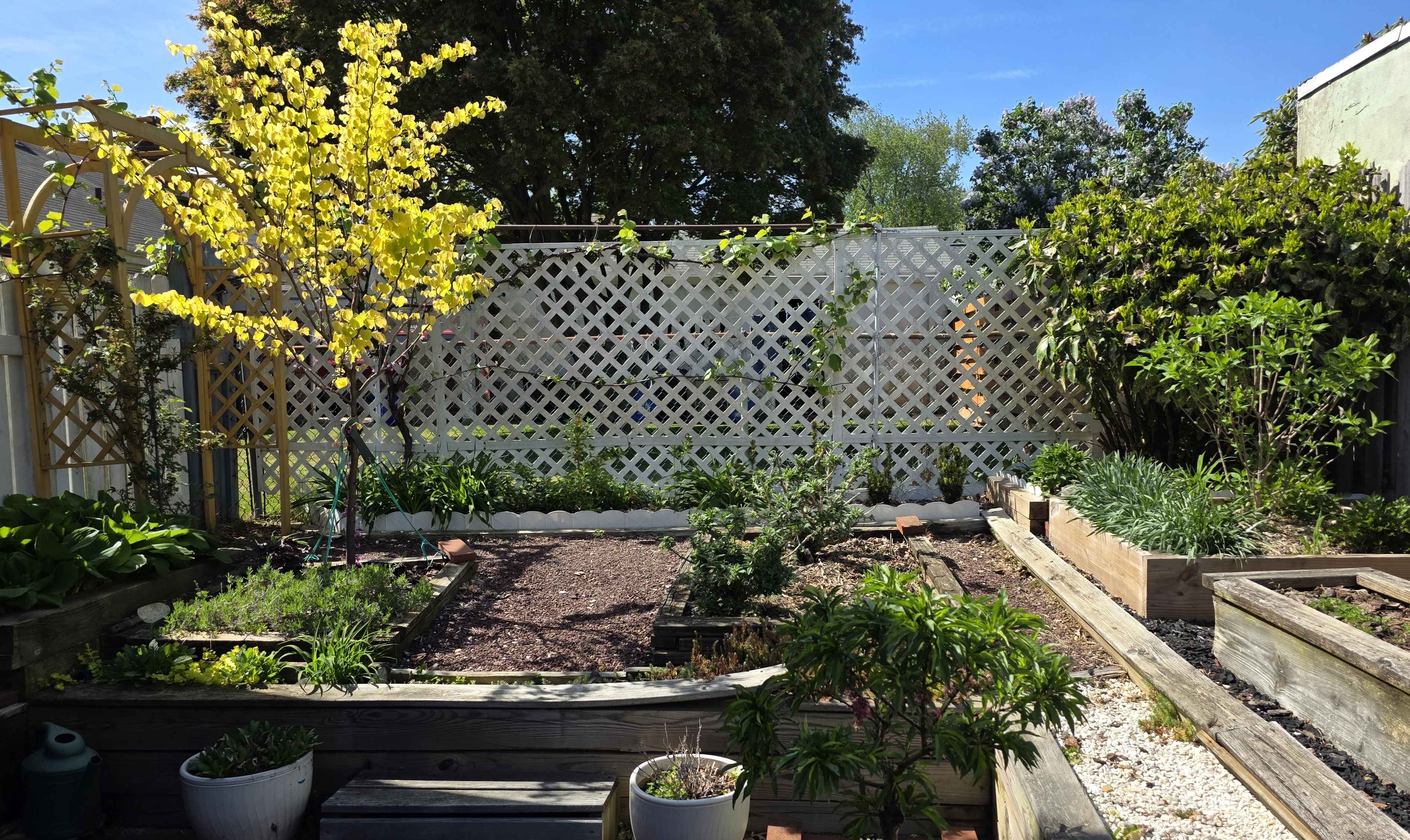 Wide spring overview of the garden with redbud, lattice, and raised beds