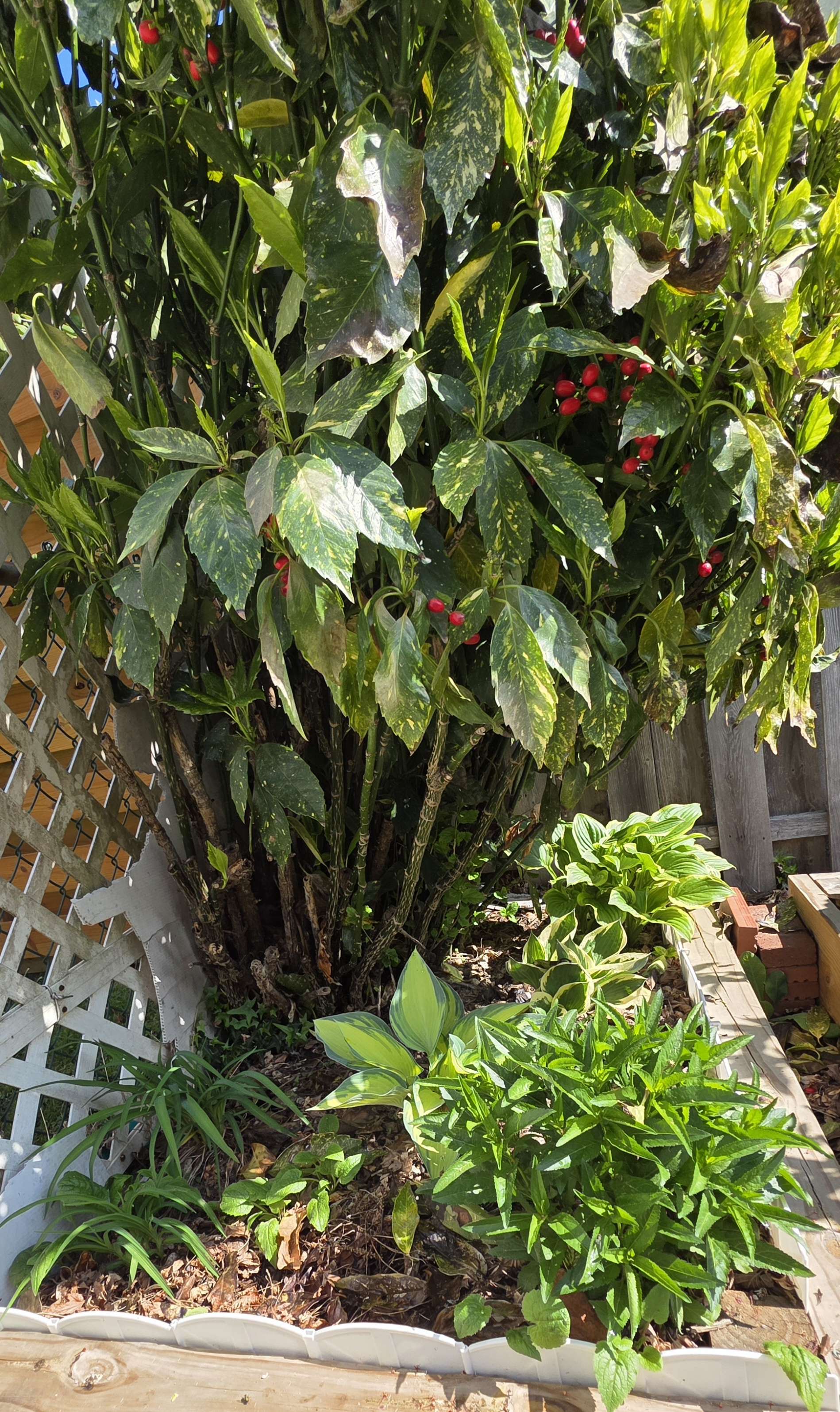 Gold Dust aucuba with red berries over hostas in a shaded corner bed