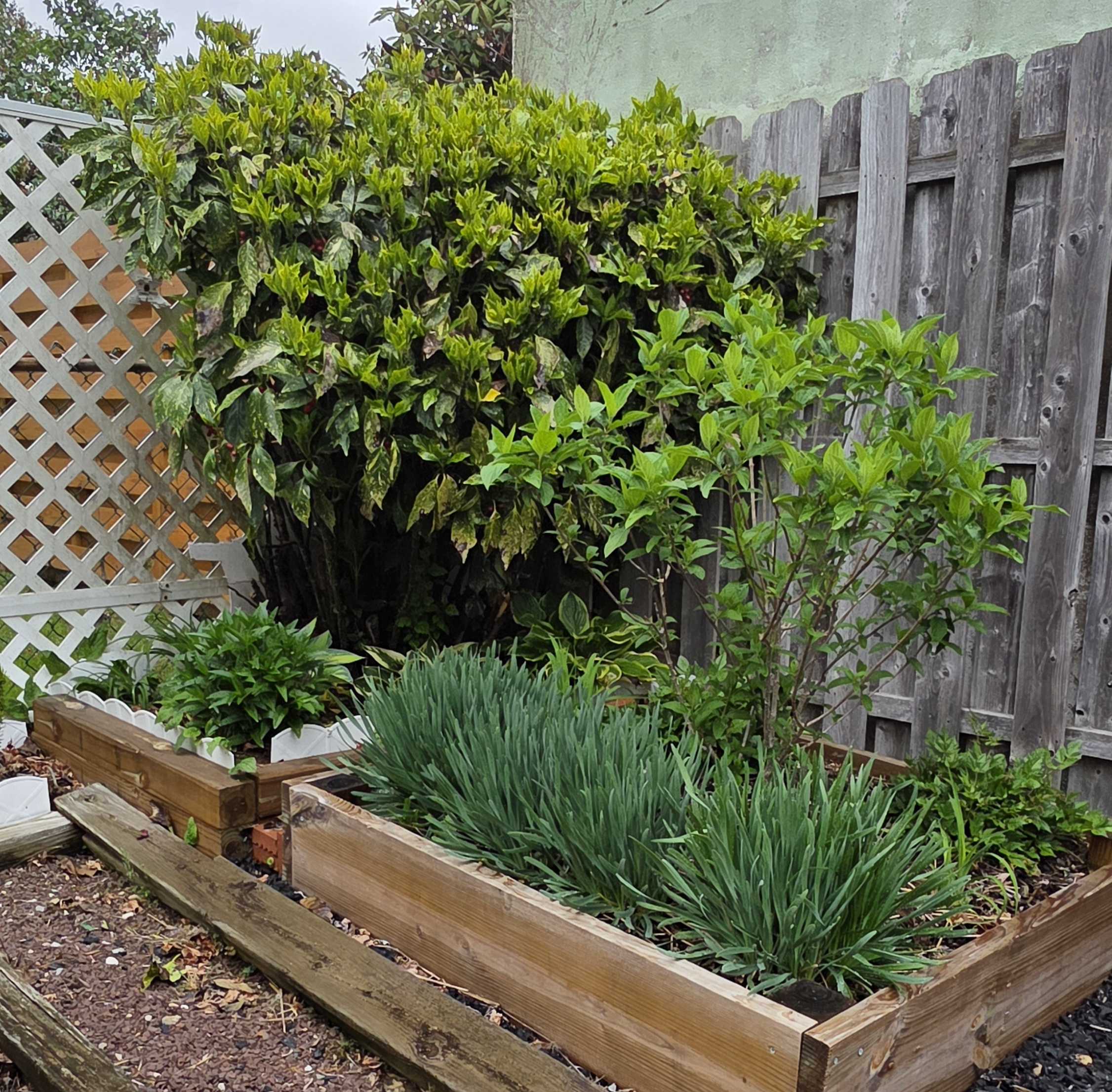 Gold Dust aucuba over a raised spring garden bed