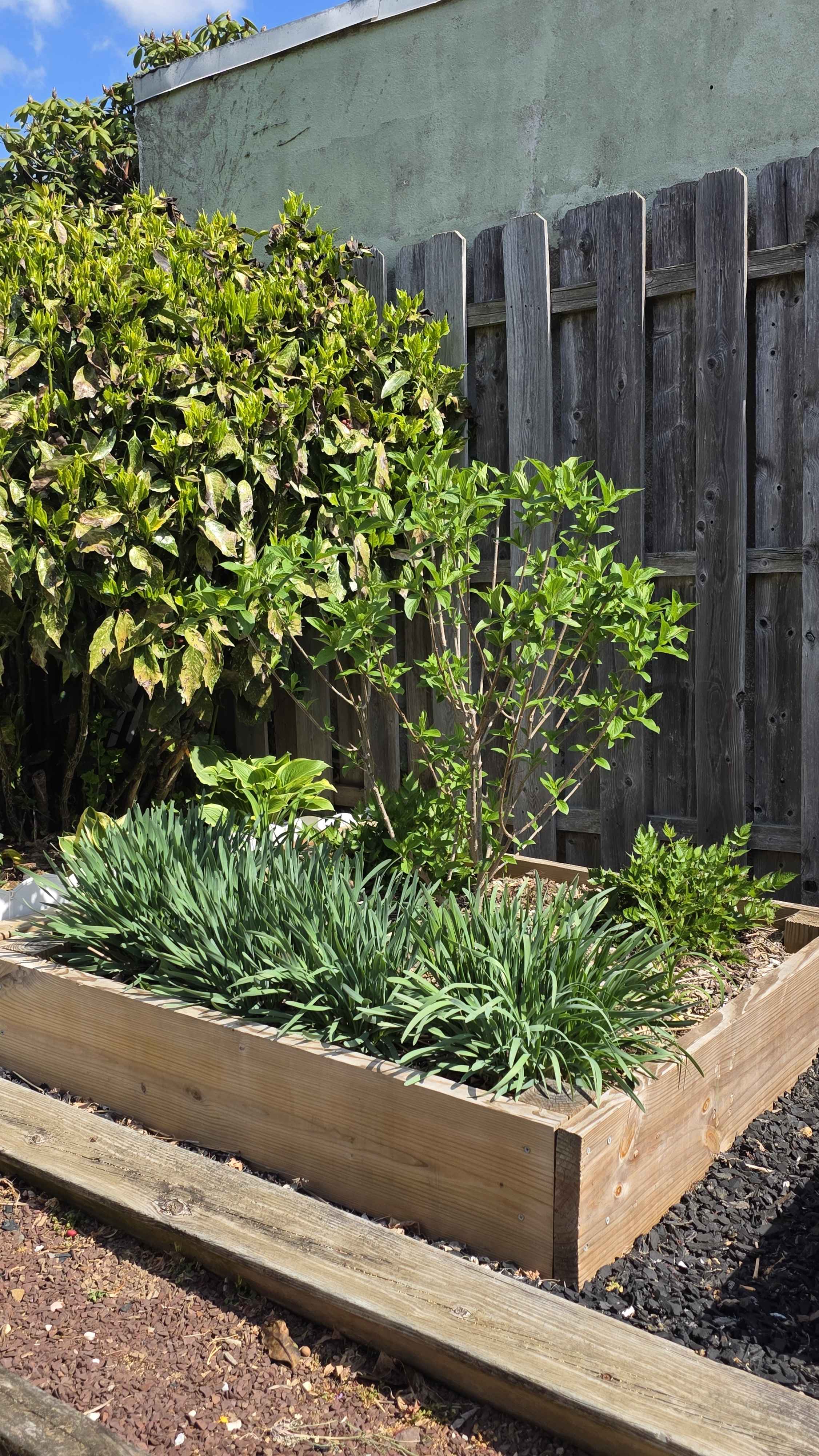 Raised bed with hydrangea, gold dust aucuba, and allium foliage