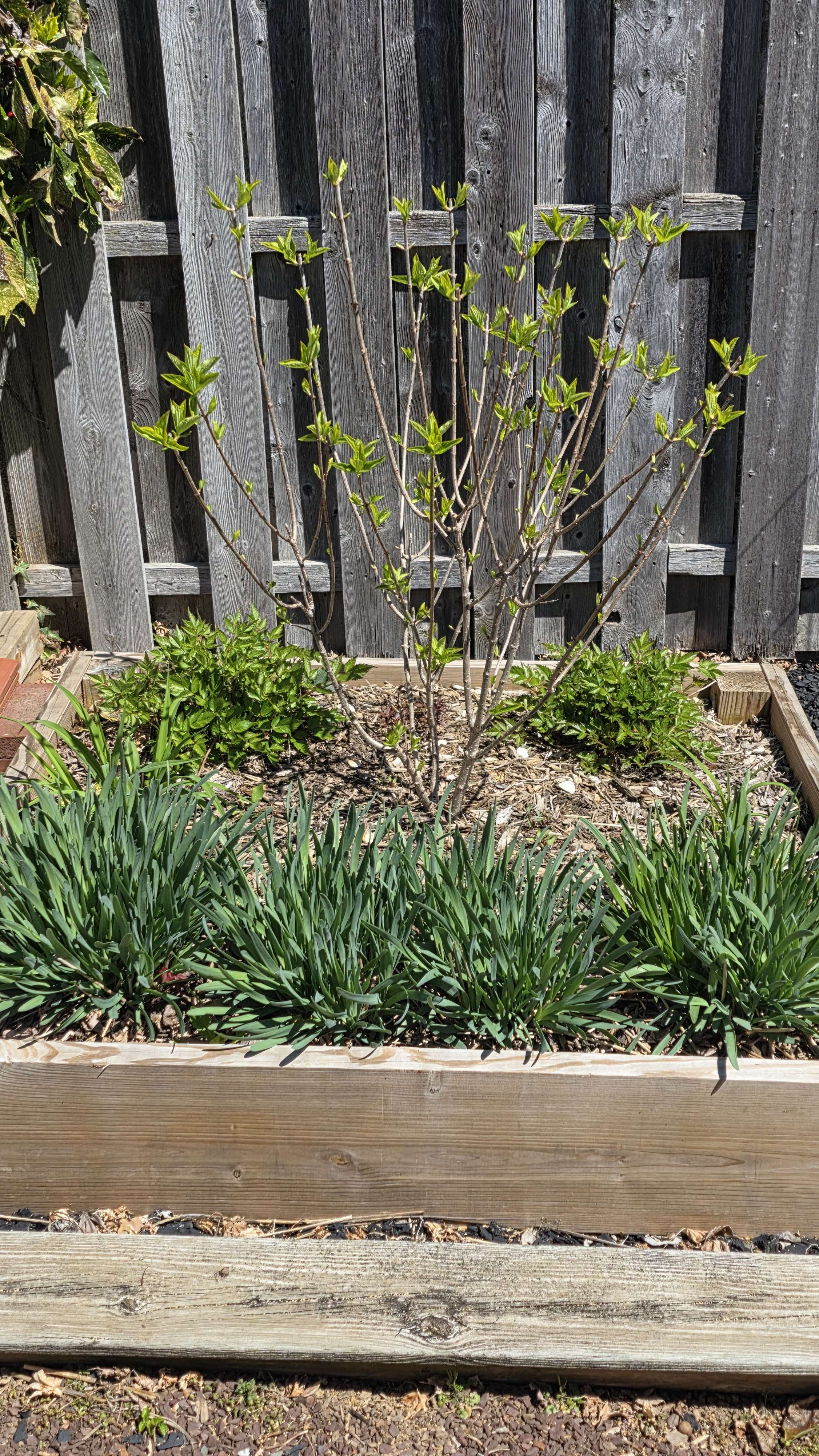 Mixed perennial bed — Orange Rocket barberry with companions