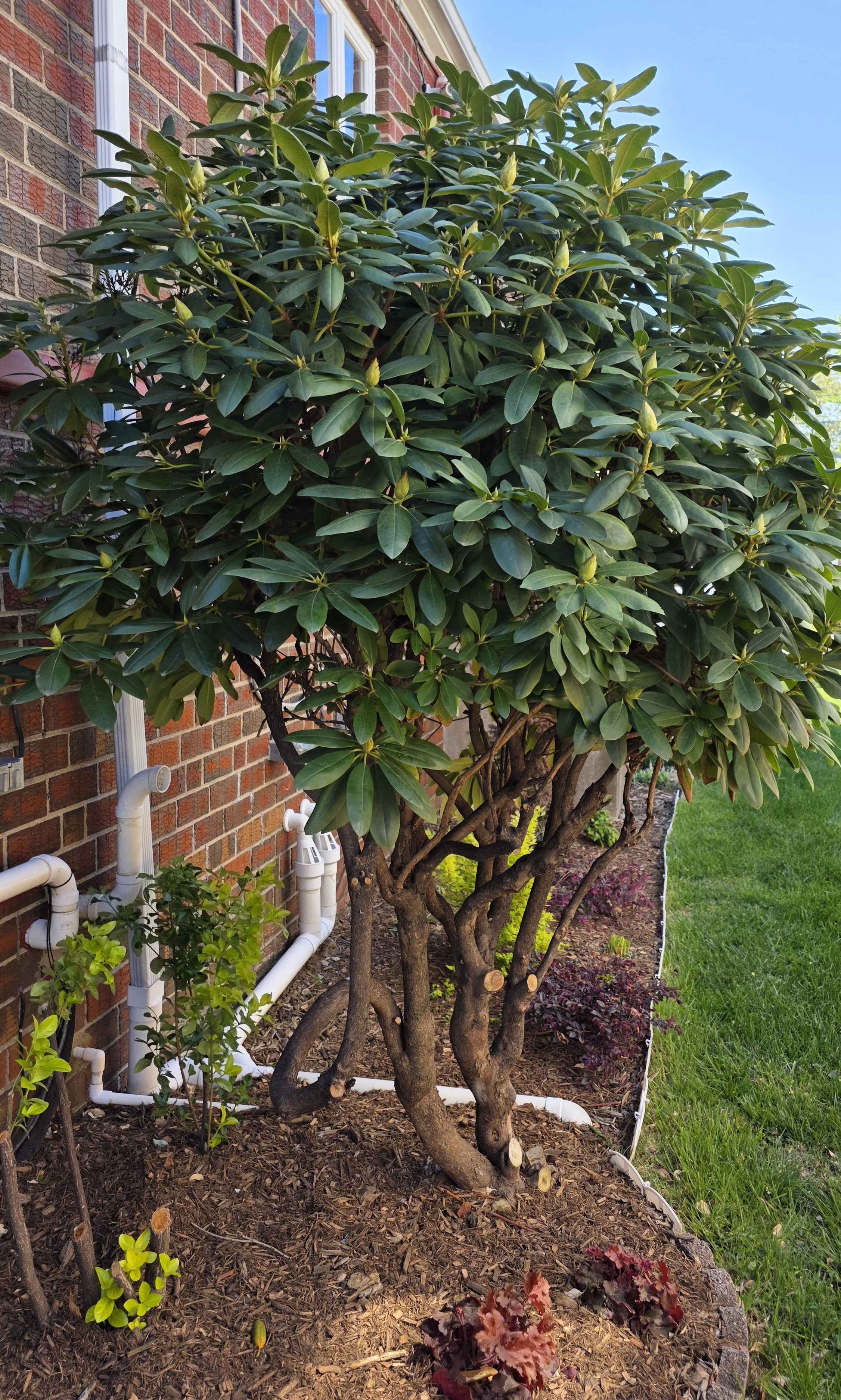 Mature rhododendron with swelling flower buds along the brick foundation