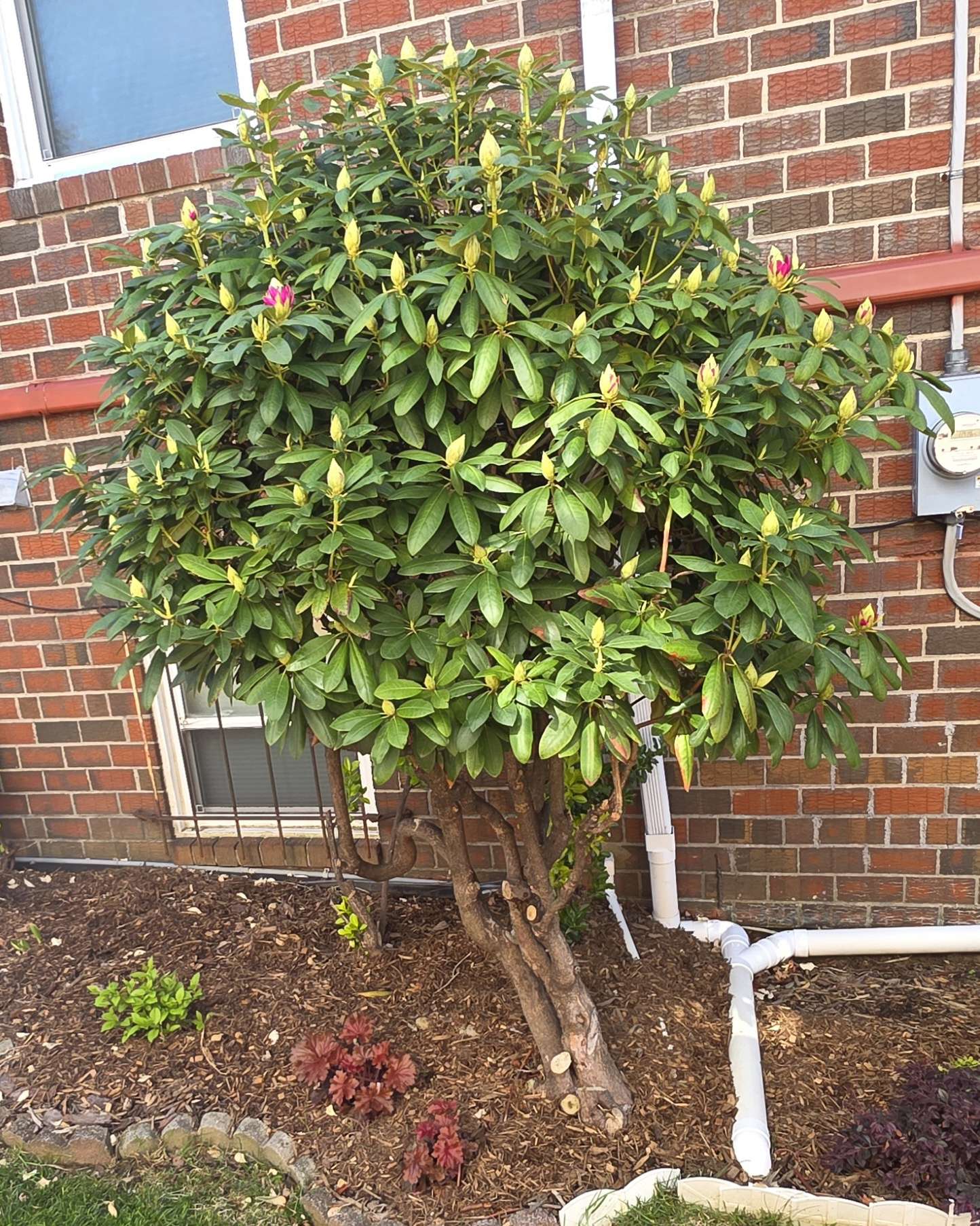 Rhododendron blooming along the brick foundation
