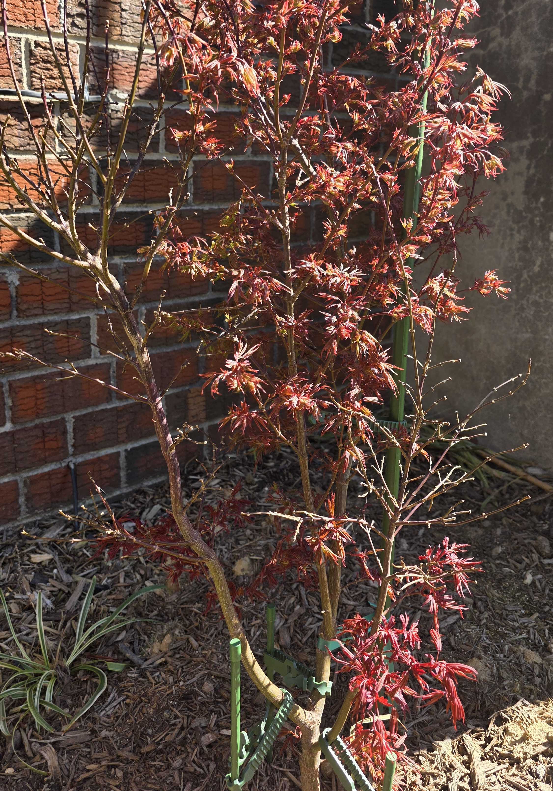 Red mound in spring
