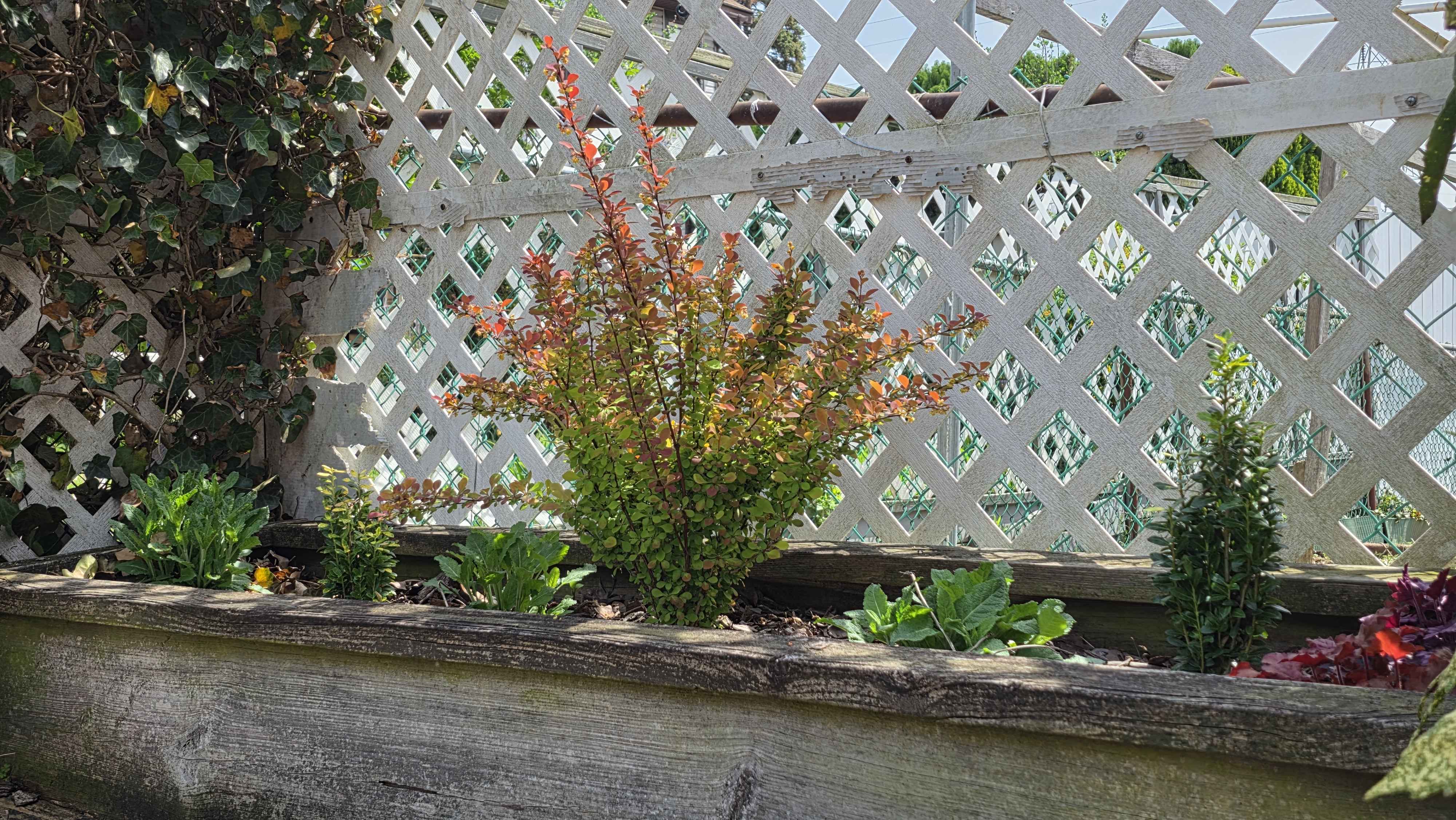 Side house bed — barberry with salvia, heuchera, and holly