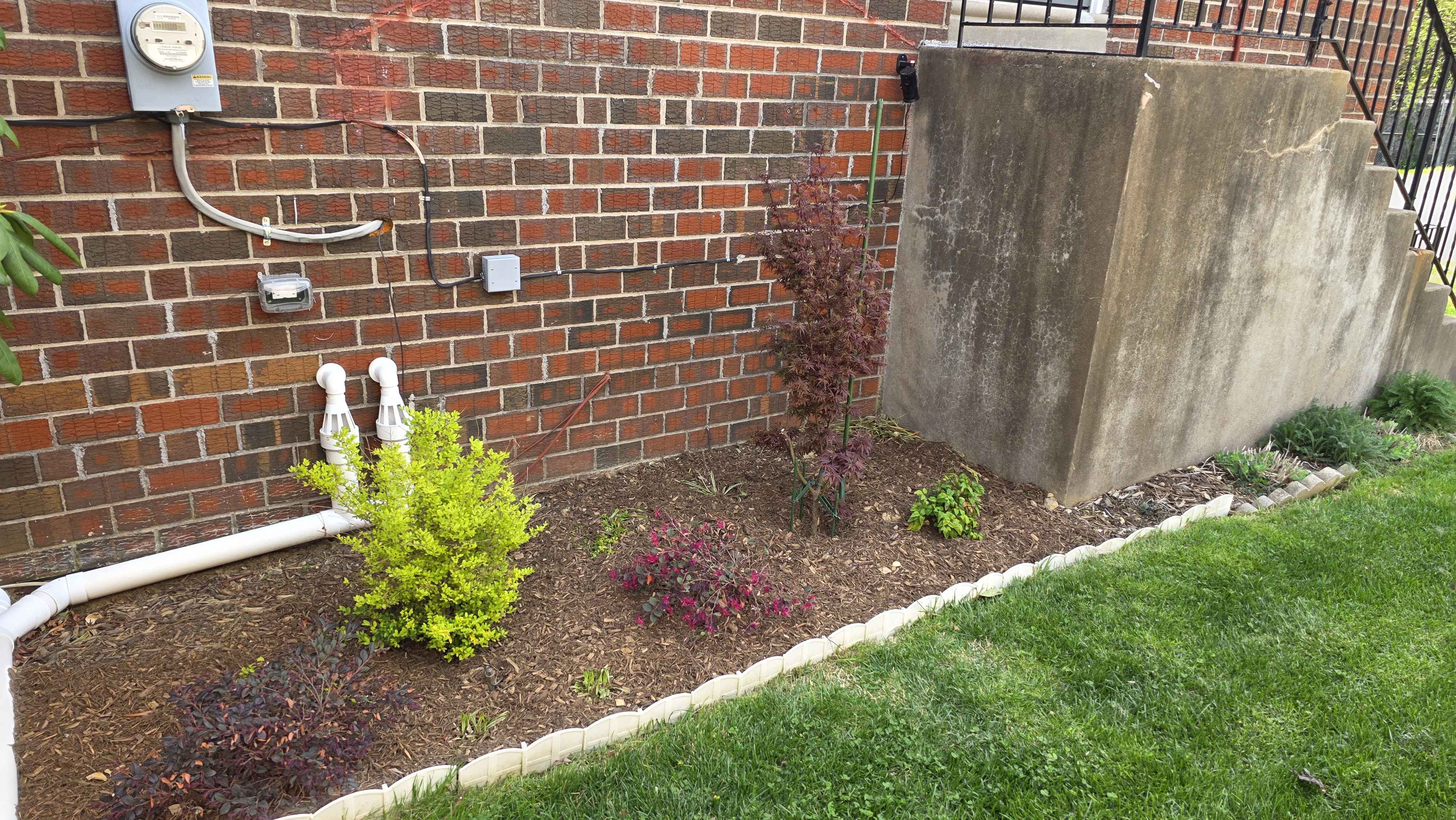 Side house bed with Shaina maple and companion shrubs