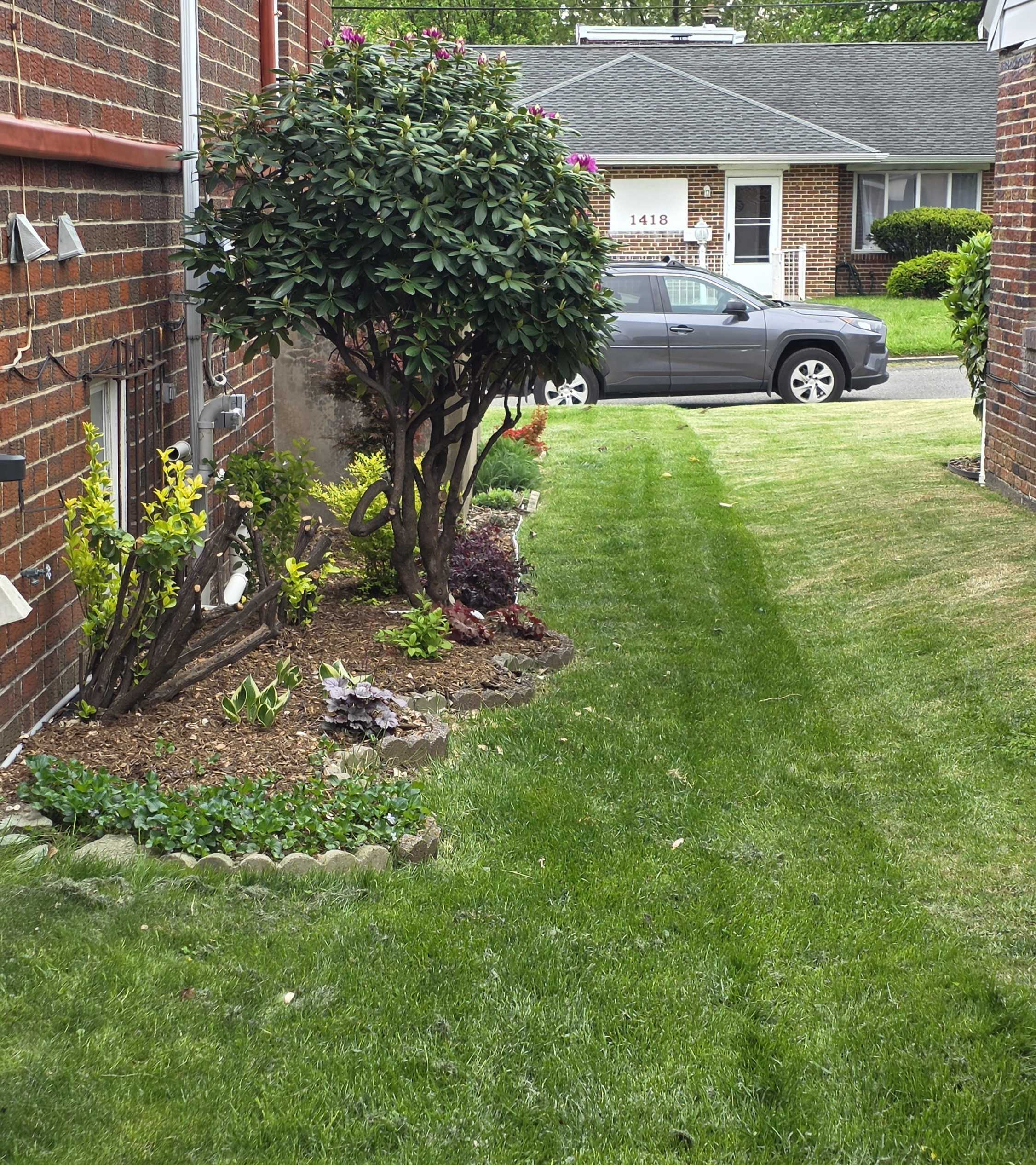 Side-house foundation garden bed with blooming rhododendron, spring perennials, and freshly mown lawn