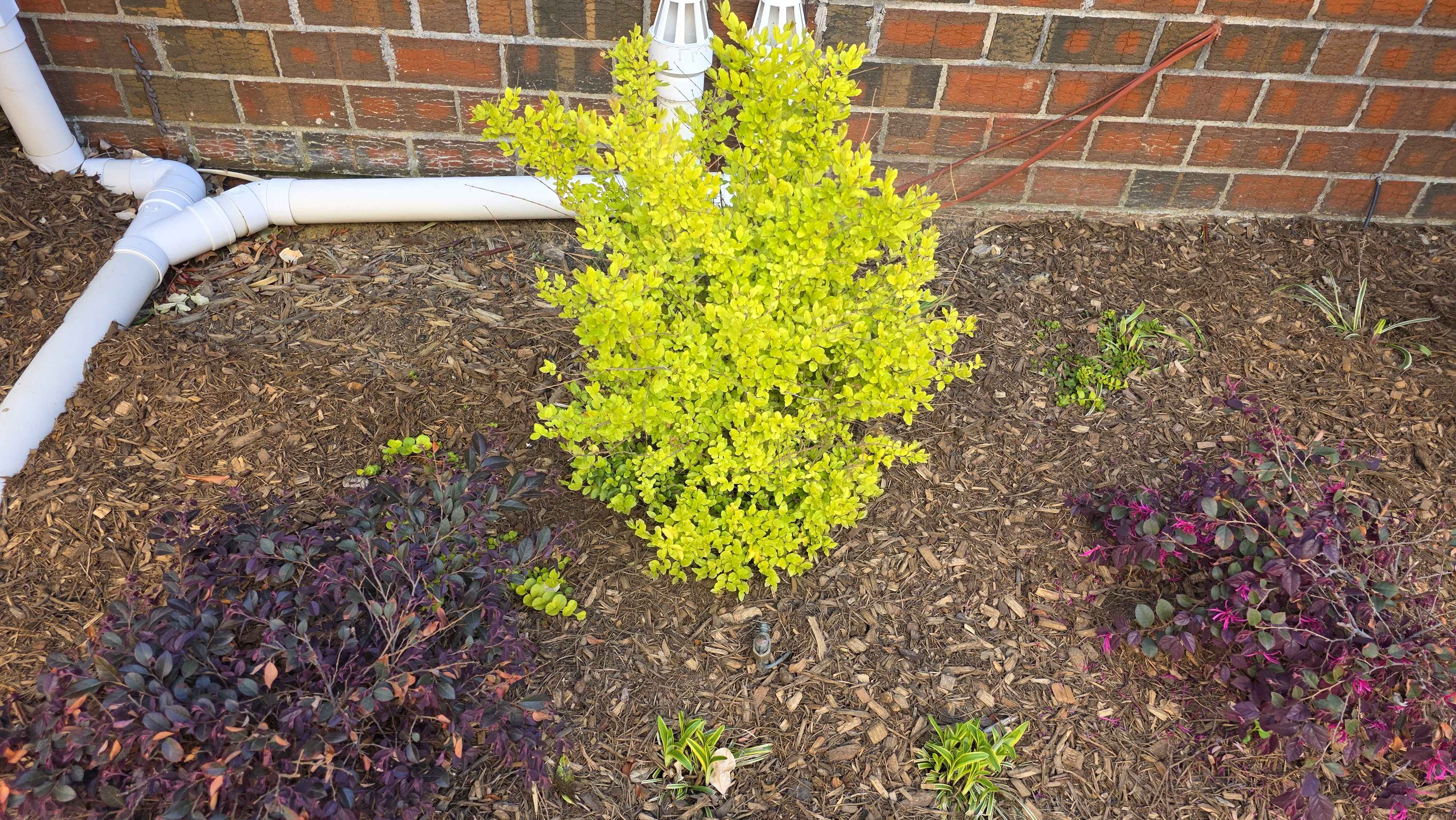 Sunshine ligustrum with purple loropetalum and young liriope in the side-house bed