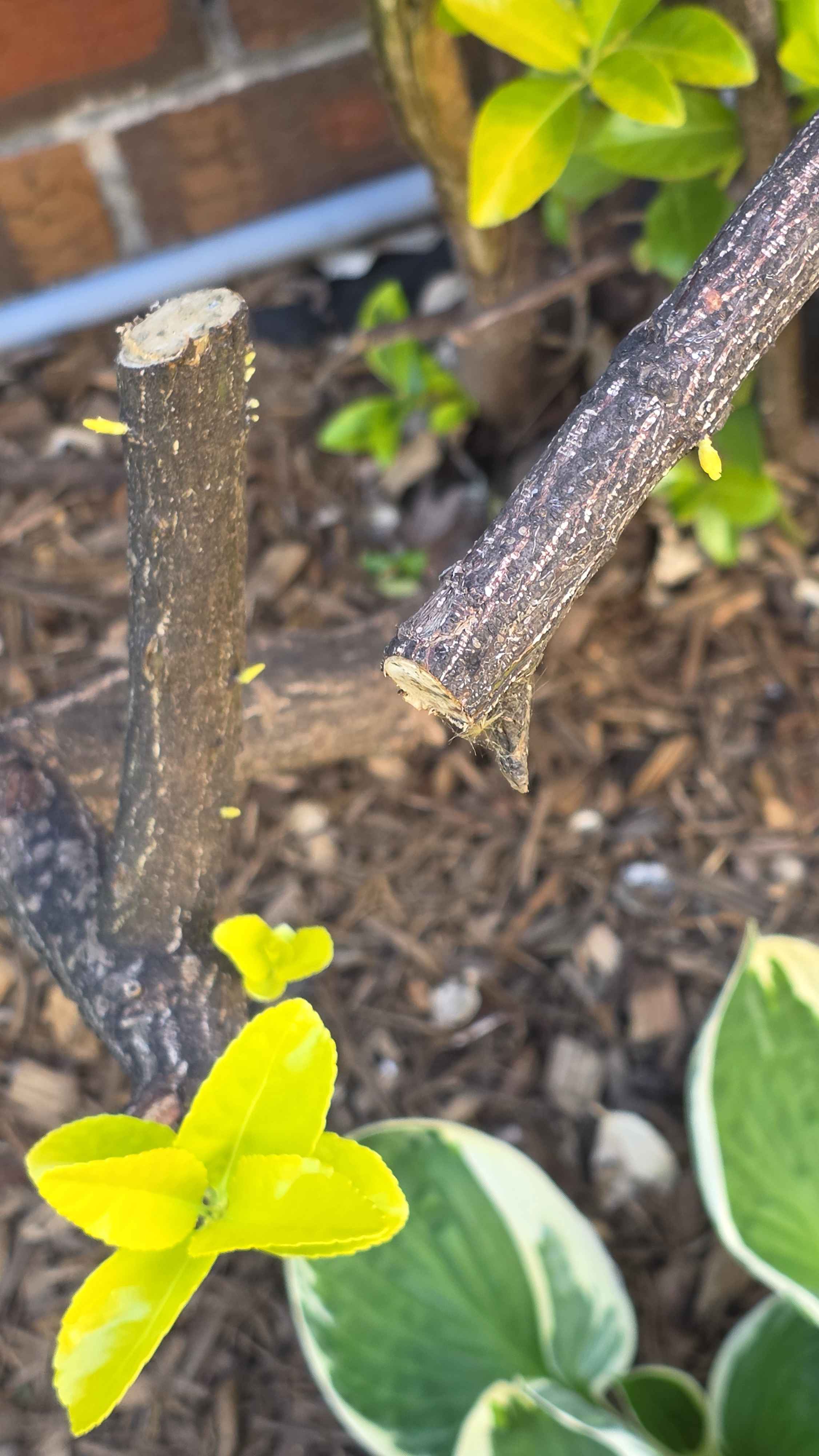 Euonymus regrowth after hard prune