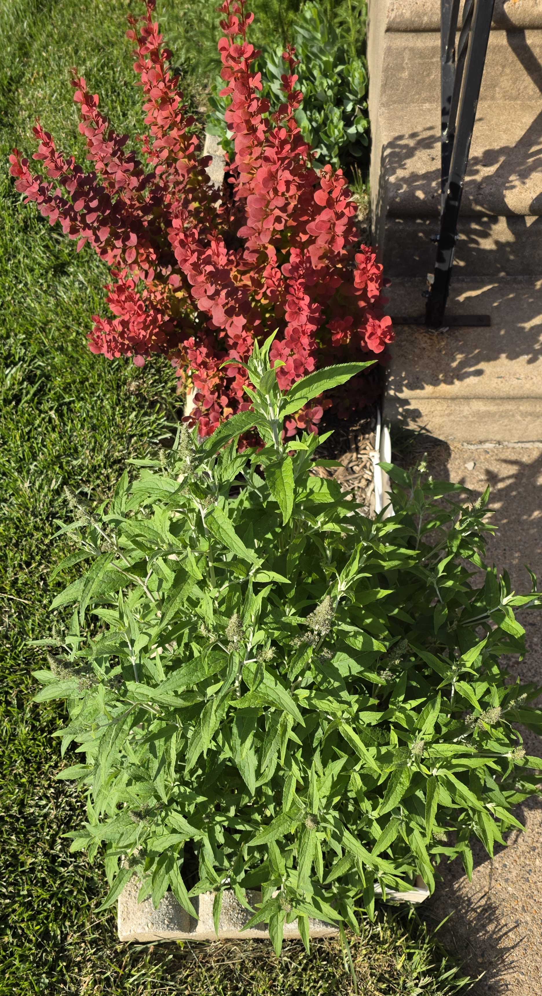 Front raised planter with Pugster butterfly bush and Orange Rocket barberry