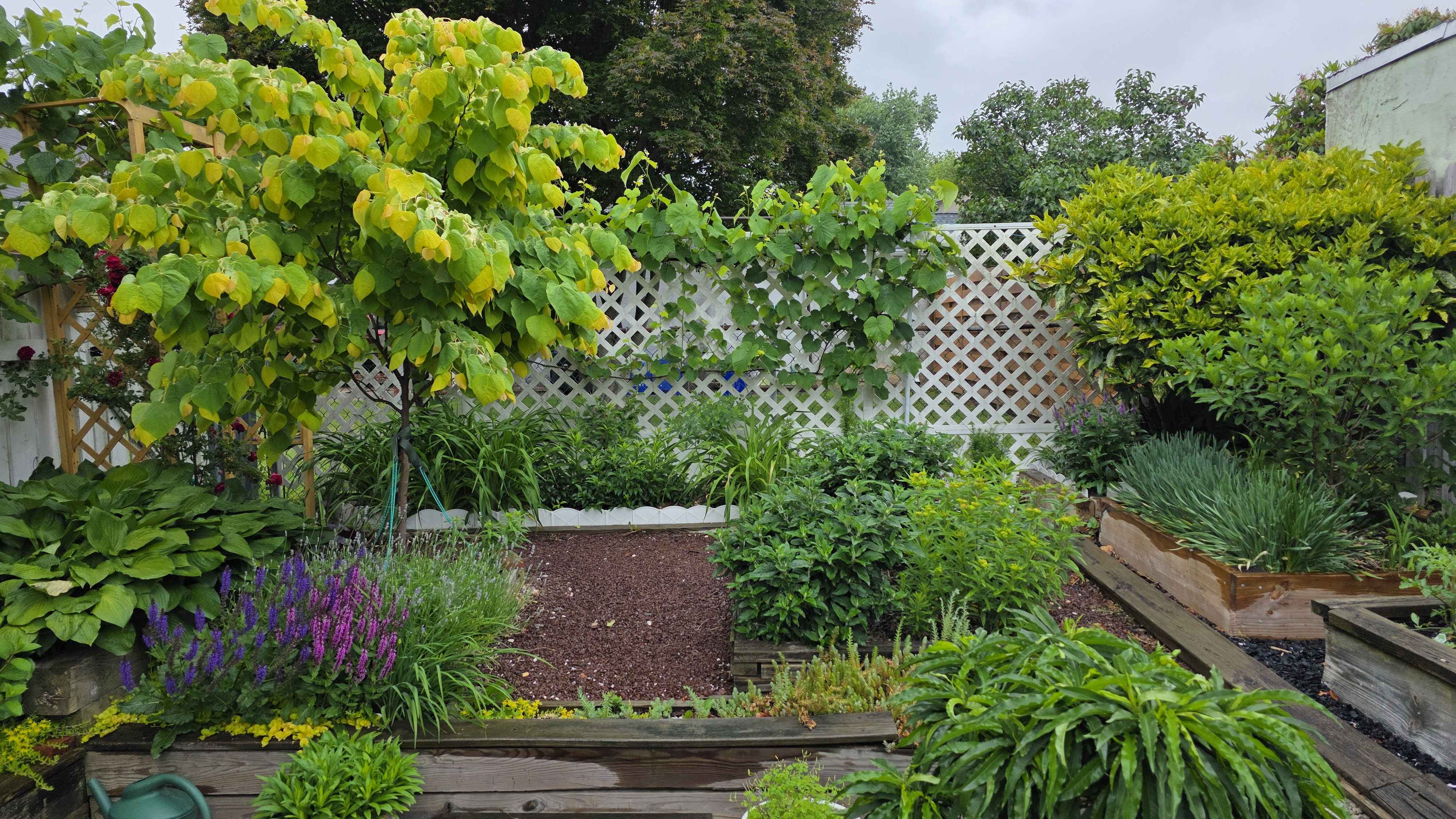 Lush late-May garden overview with redbud and grapevine