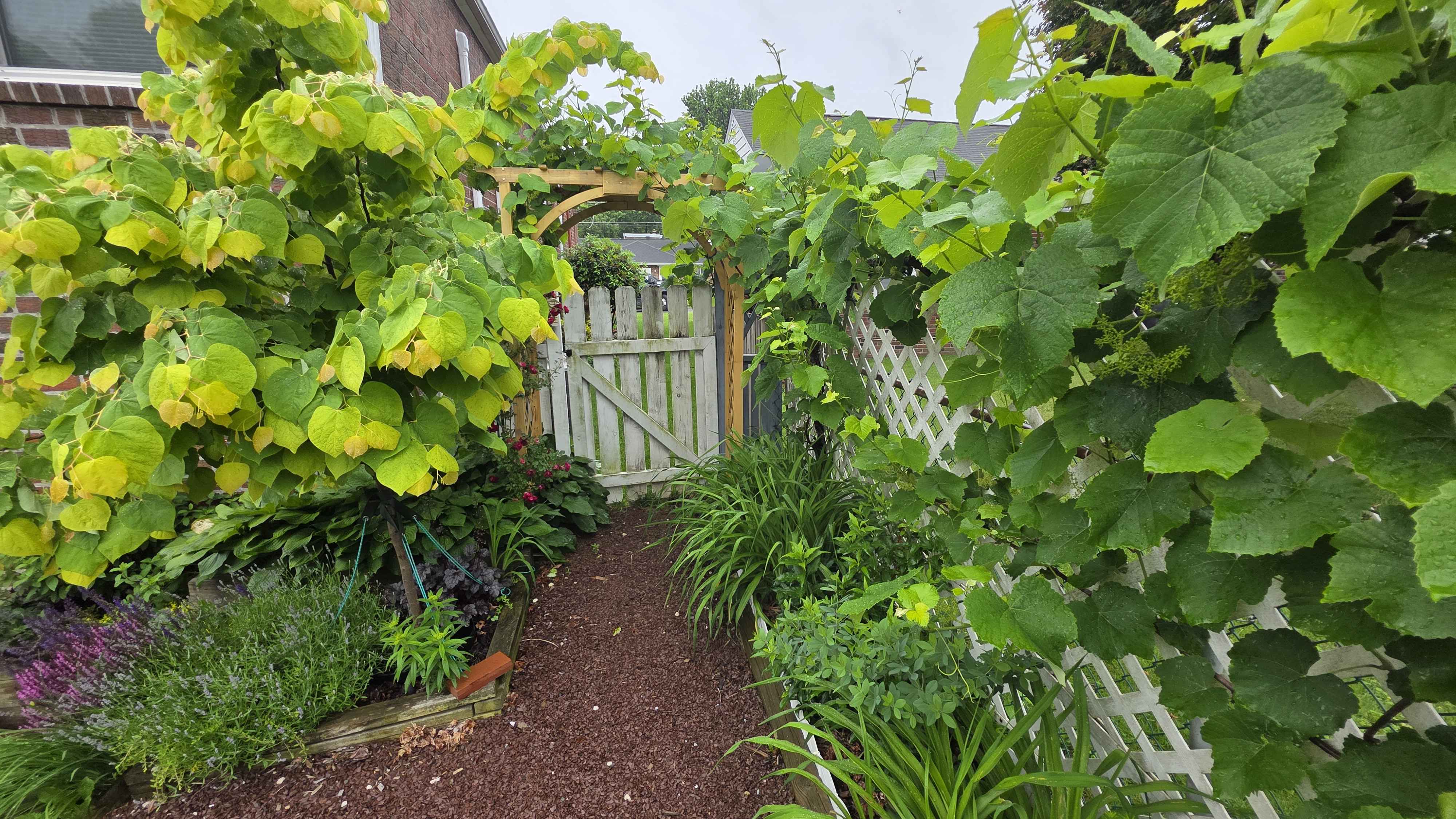 Lush late-May garden gate with Rising Sun redbud and grapevine framing the path