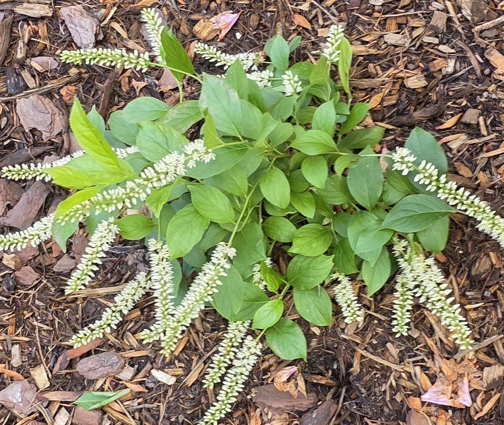 Little Henry sweetspire blooming with white racemes