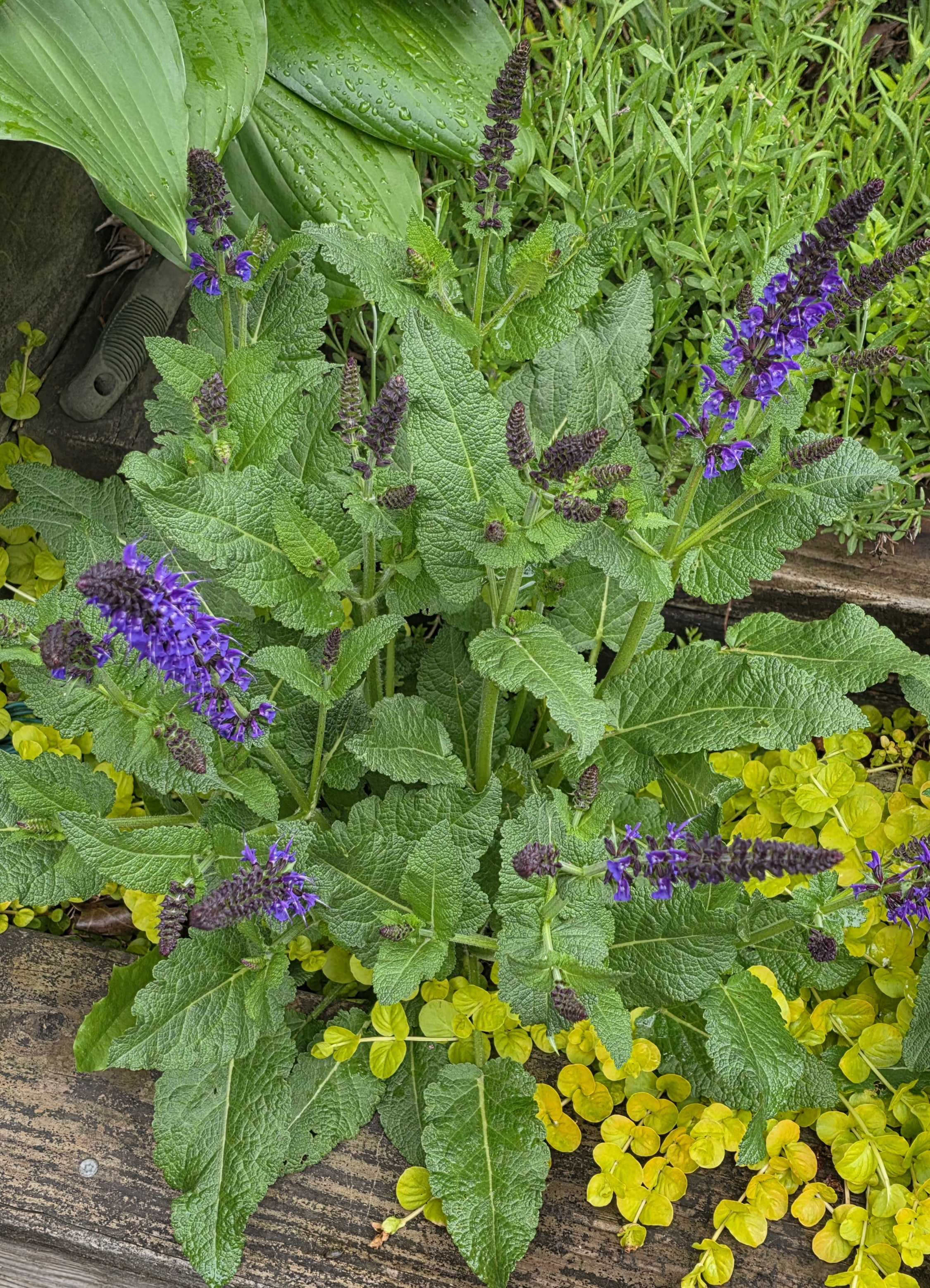 Purple salvia blooming with hosta and golden creeping Jenny