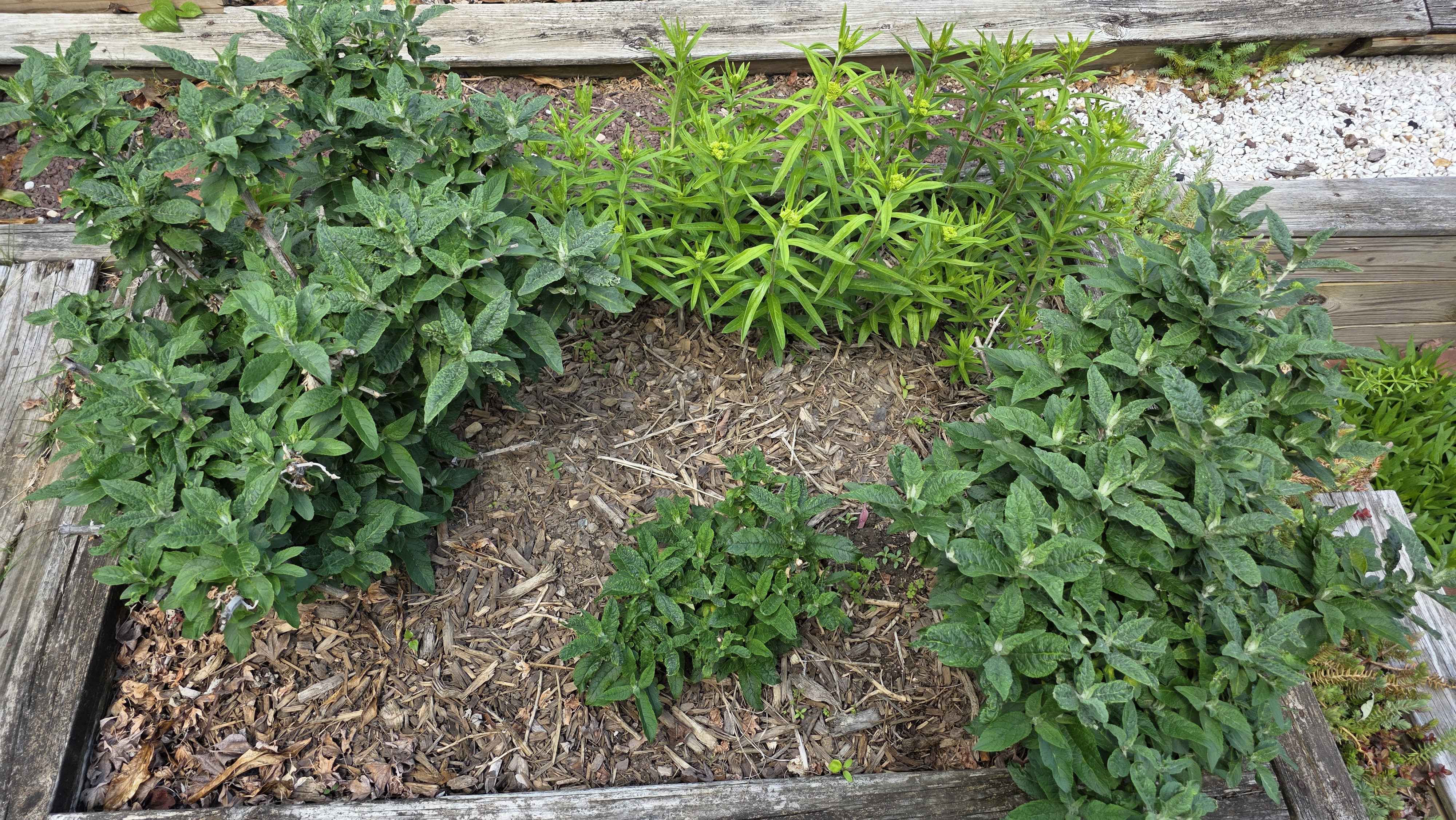 Raised bed with Pugster butterfly bushes and companion perennials filling in