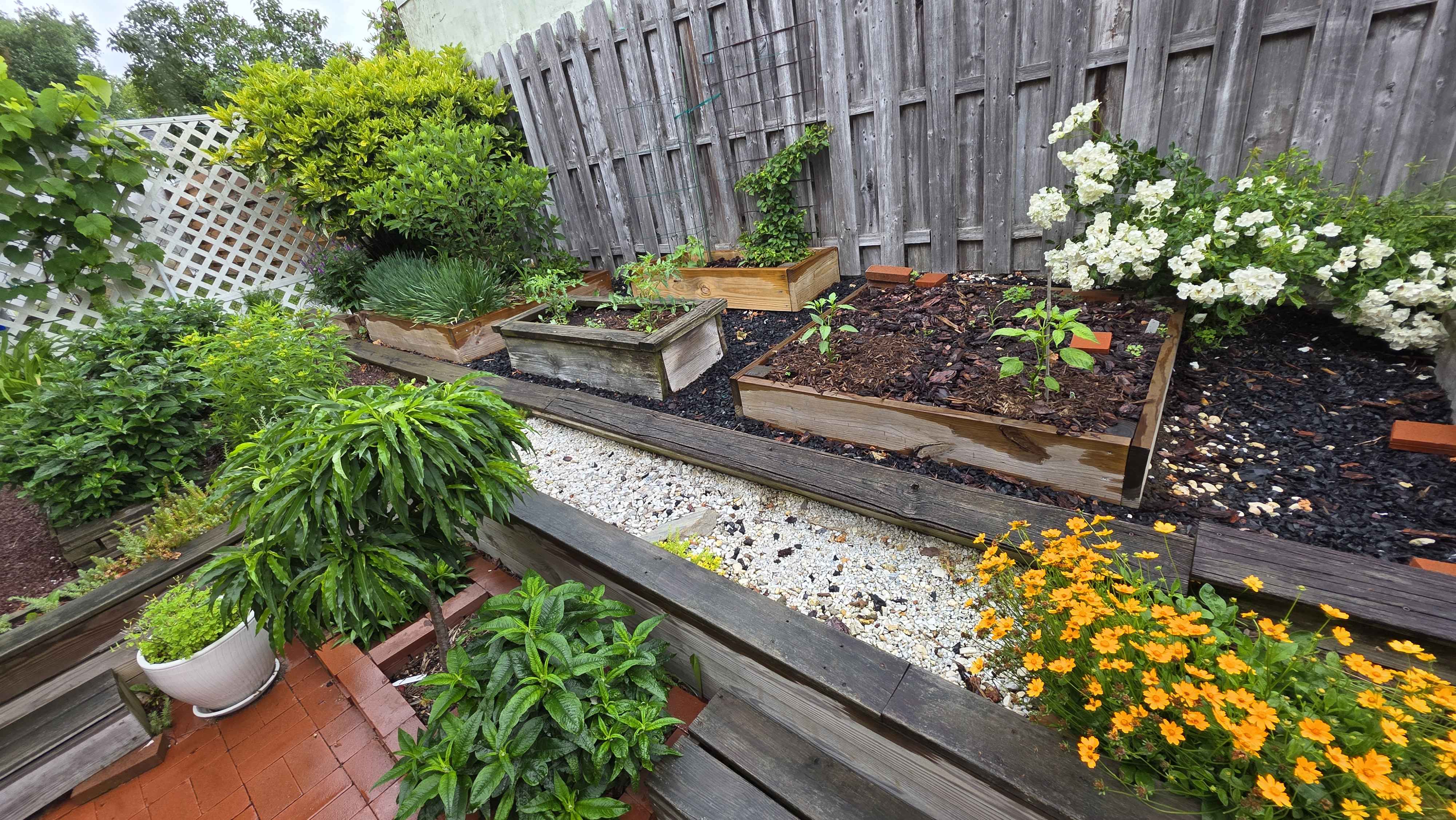 Raised beds with vegetables, white rose, and coreopsis