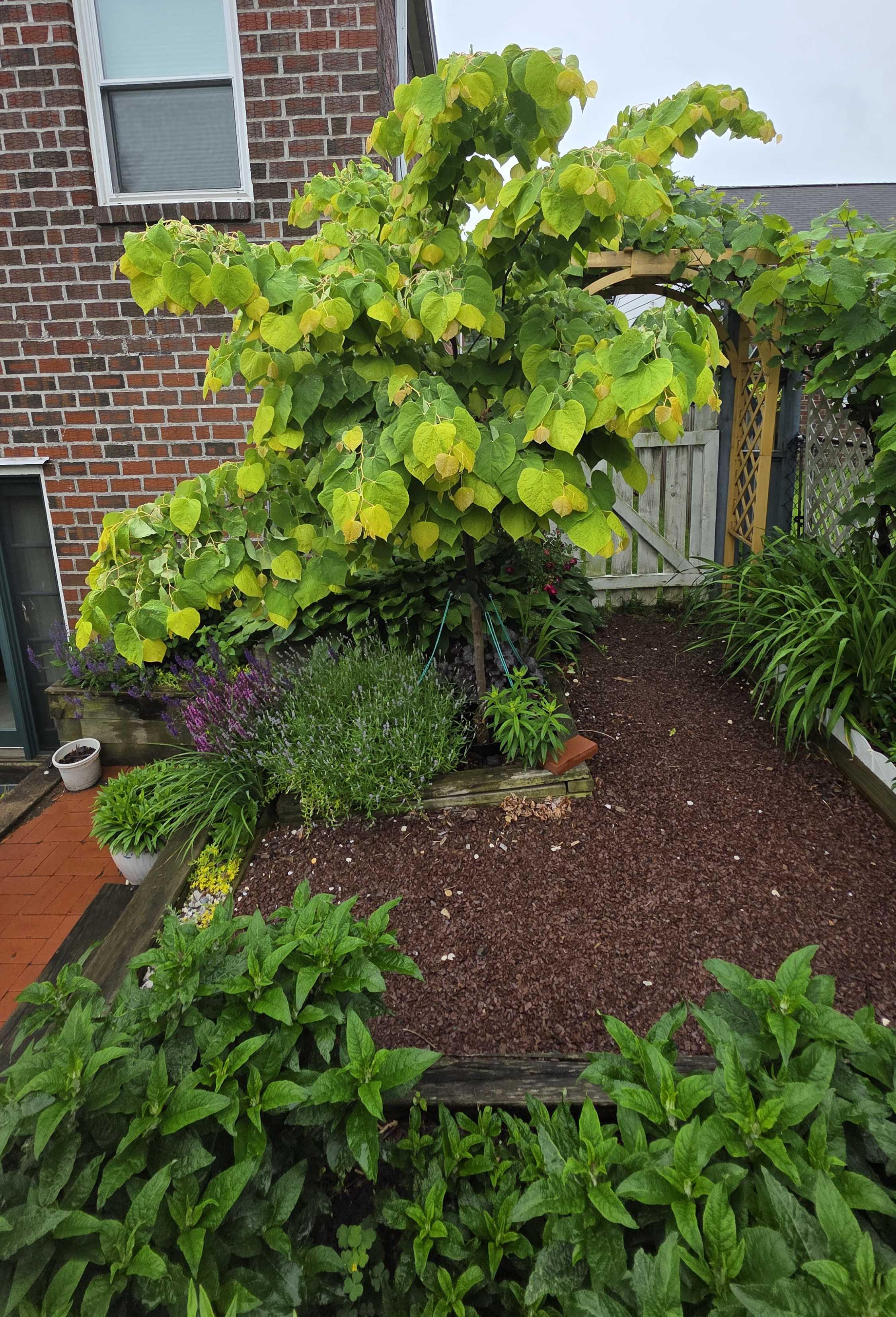 Rising Sun redbud canopy over the garden path with purple salvia, hostas, and grape arbor