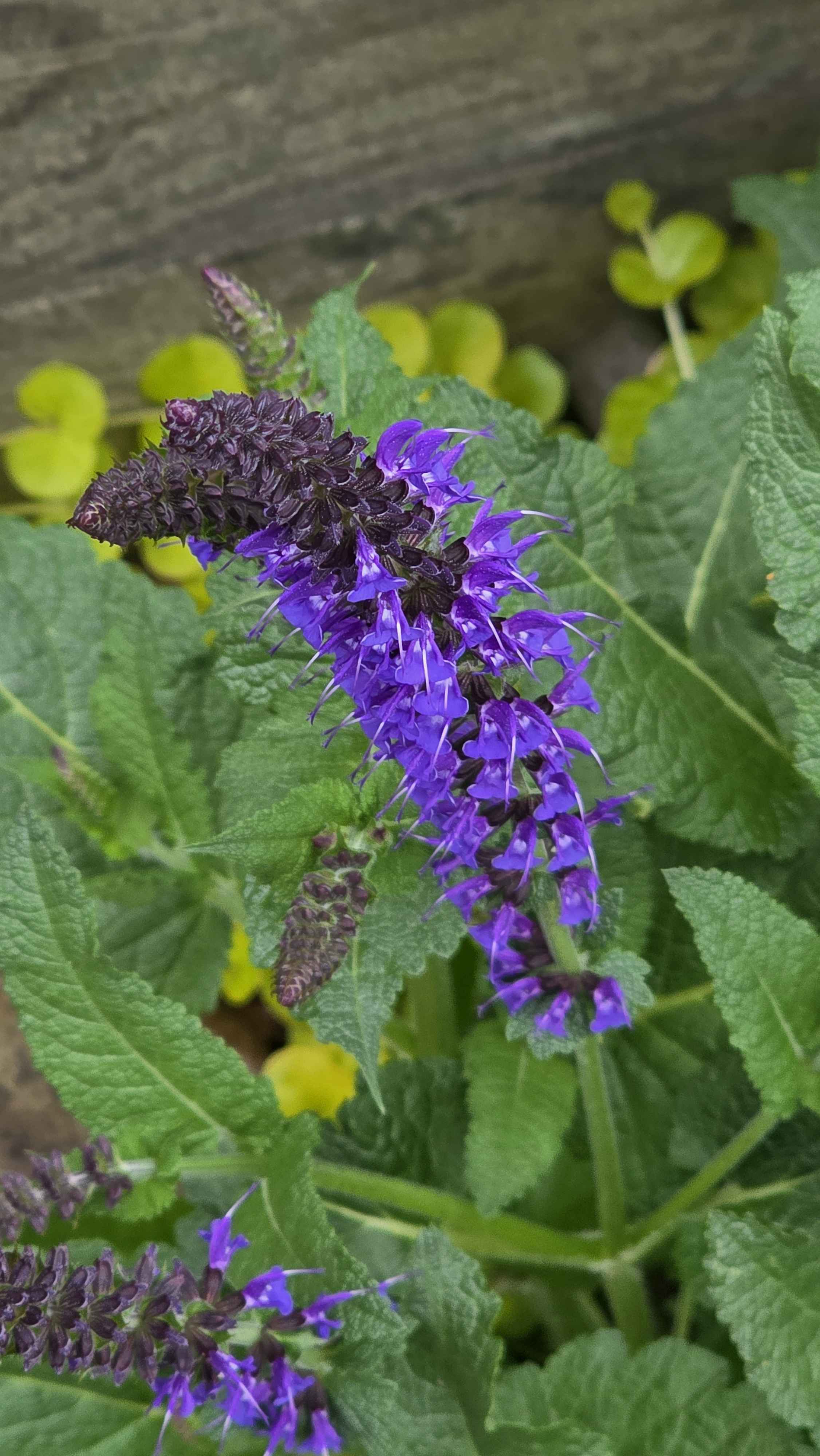 Close purple salvia bloom with golden creeping Jenny behind