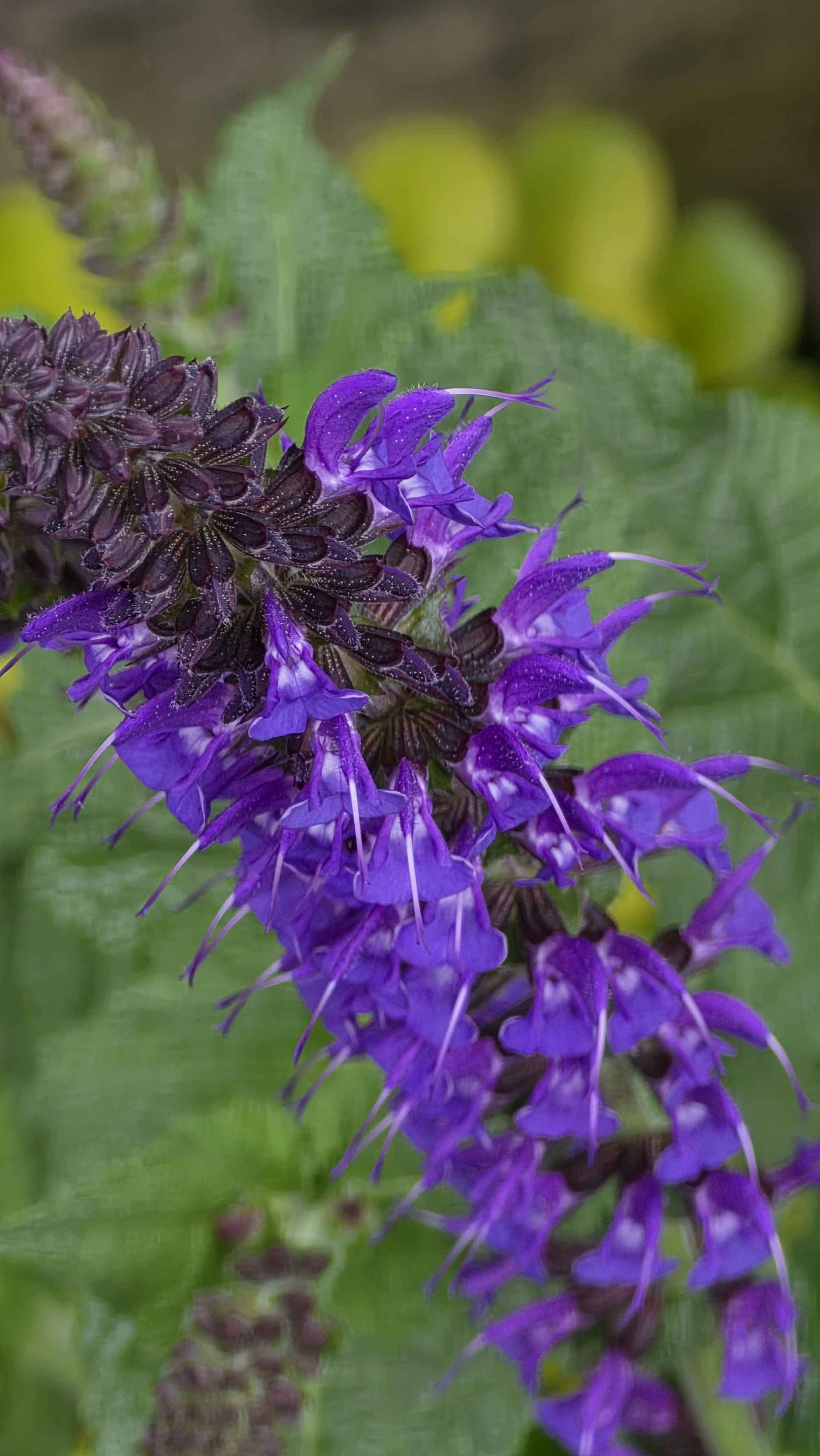 Macro view of purple salvia flowers after rain
