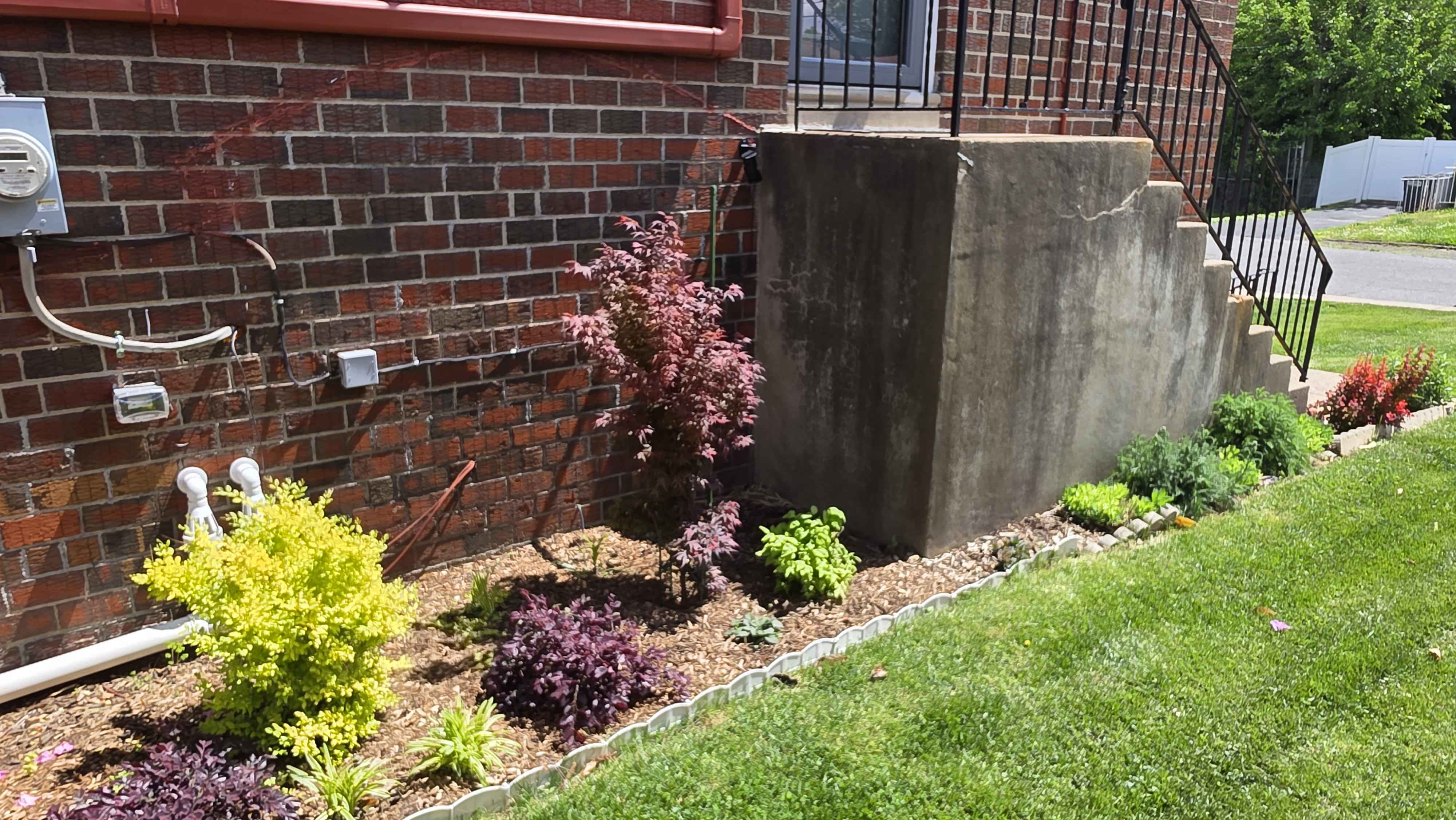 Side-house foundation bed with Shaina maple, Sunshine ligustrum, loropetalum, and young edge plantings