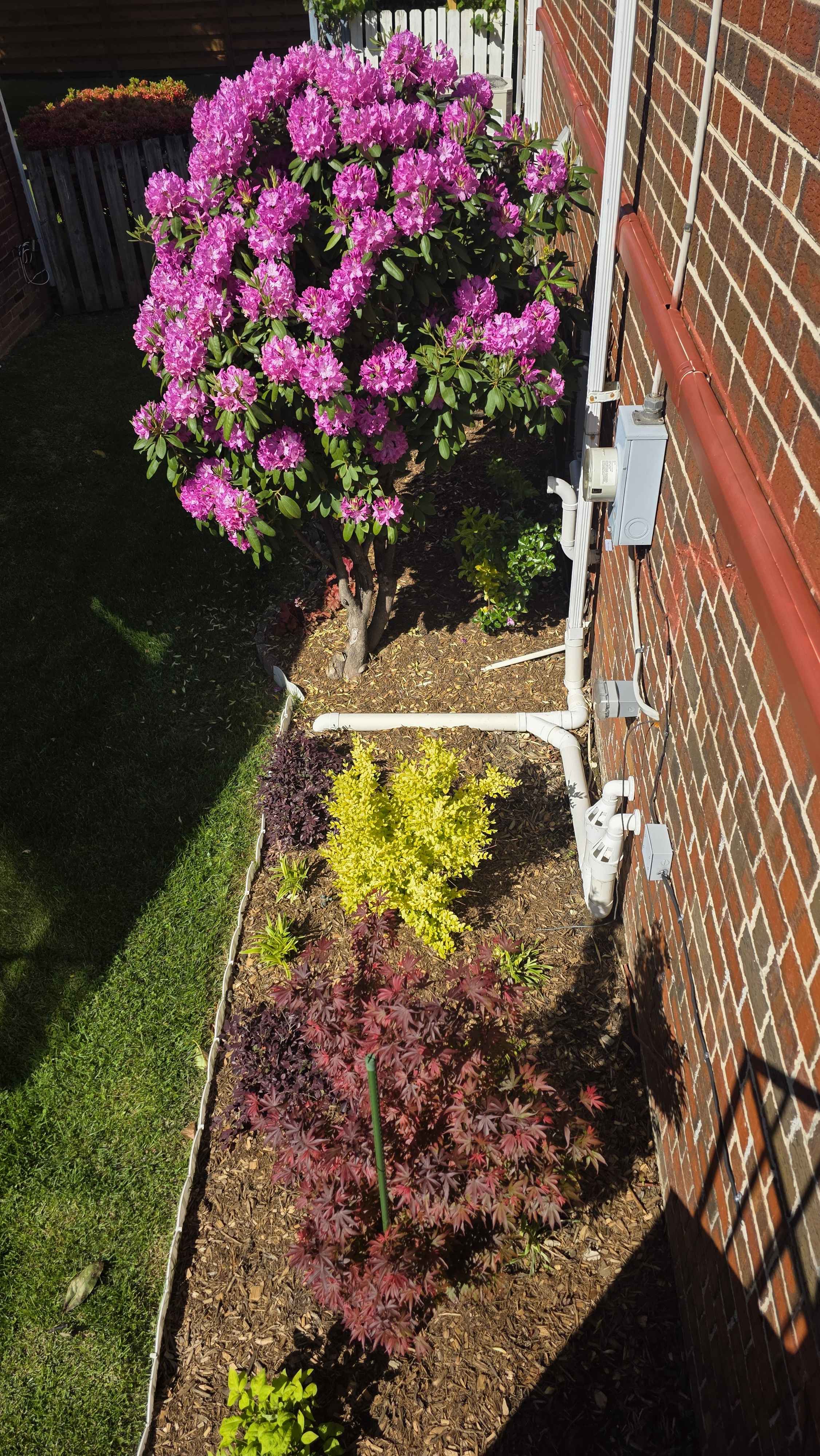Side-house foundation bed with rhododendron, Shaina maple, and ligustrum