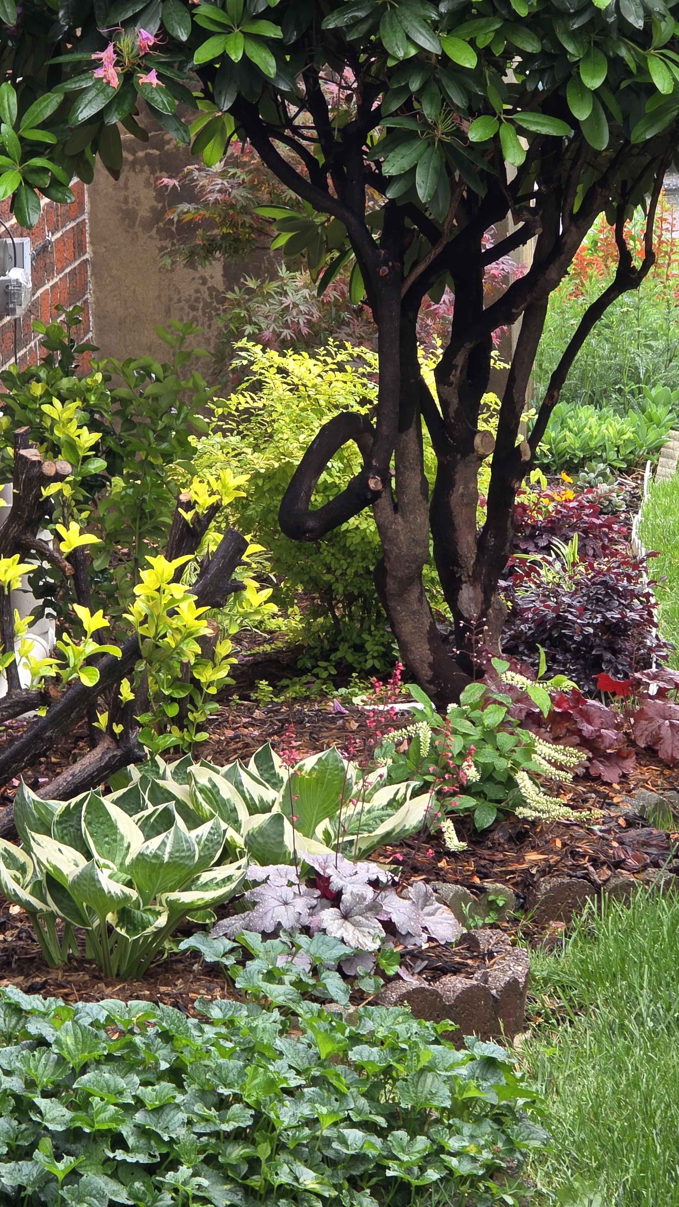 Layered side-house foundation bed under mature rhododendron