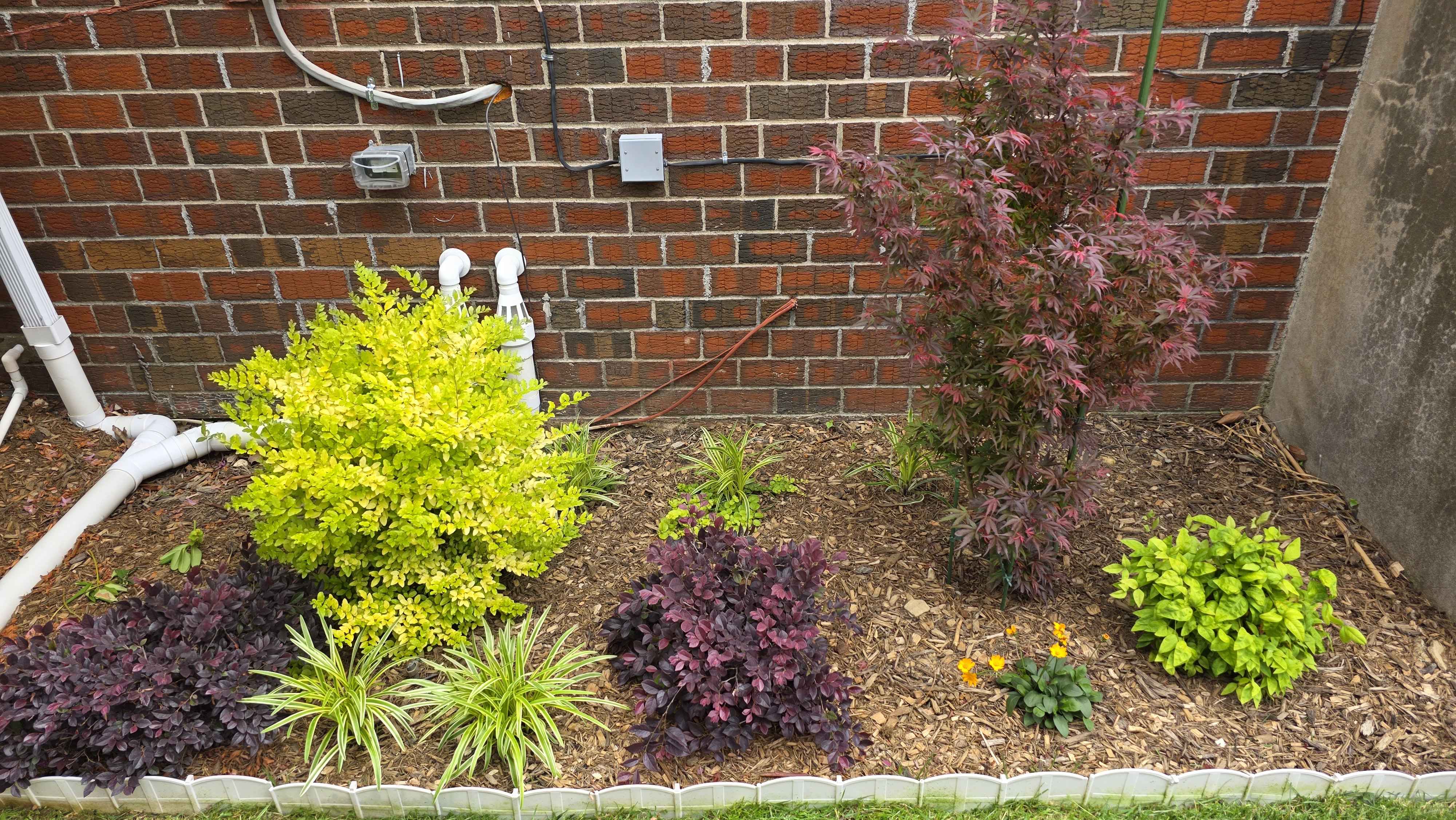 Side-house foundation bed with Sunshine ligustrum, Shaina maple, and dark lower planting