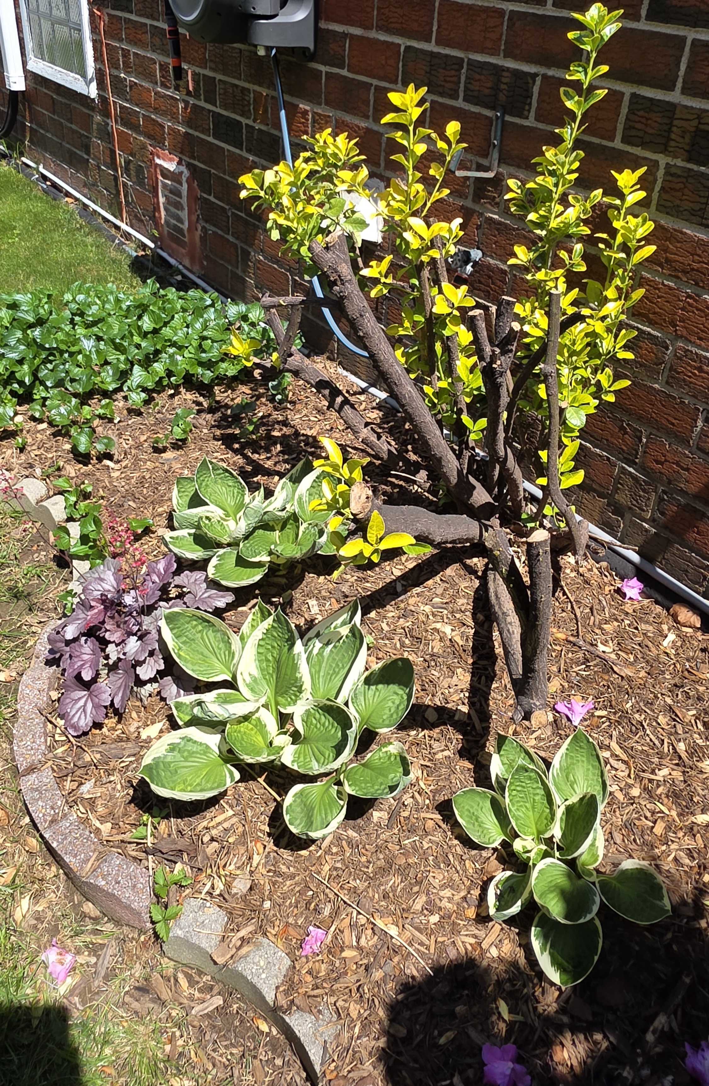 Variegated hostas, dark heuchera, groundcover, and bright new shrub growth in the side-house foundation bed