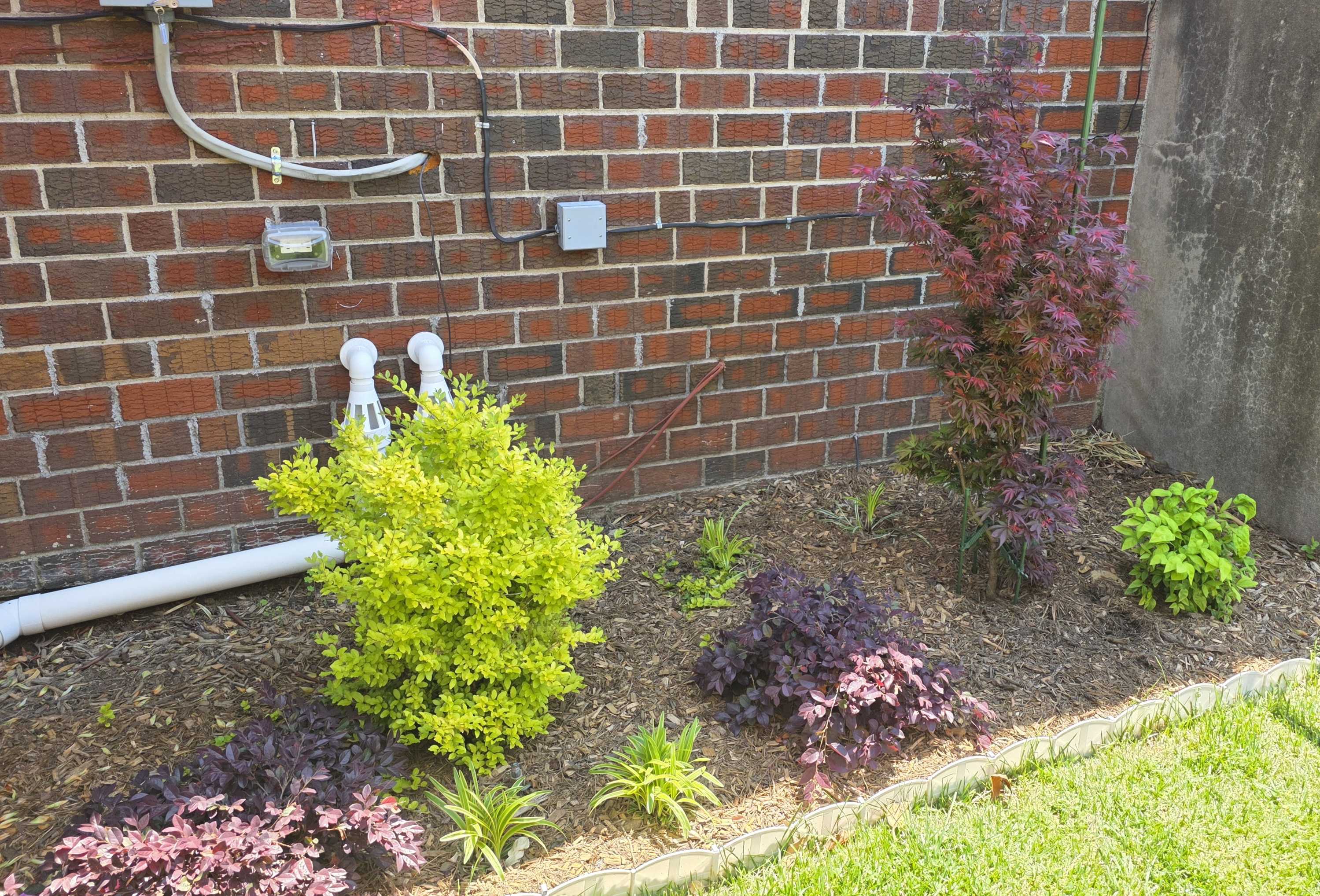 Purple loropetalum below Sunshine ligustrum in the side-house bed