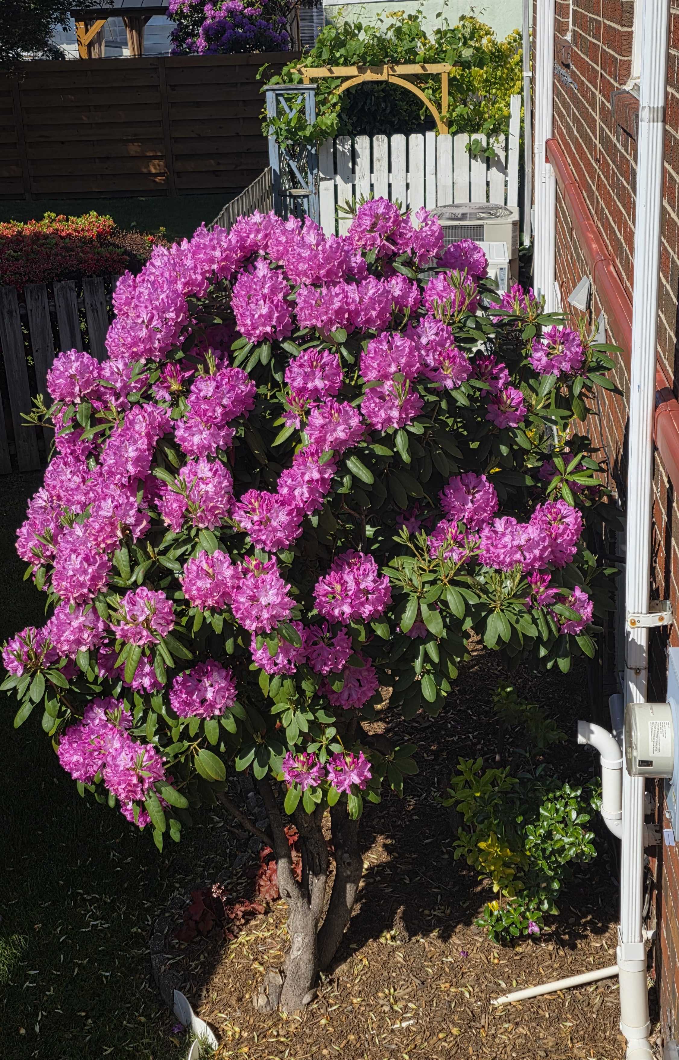 Pink rhododendron blooming beside the brick wall