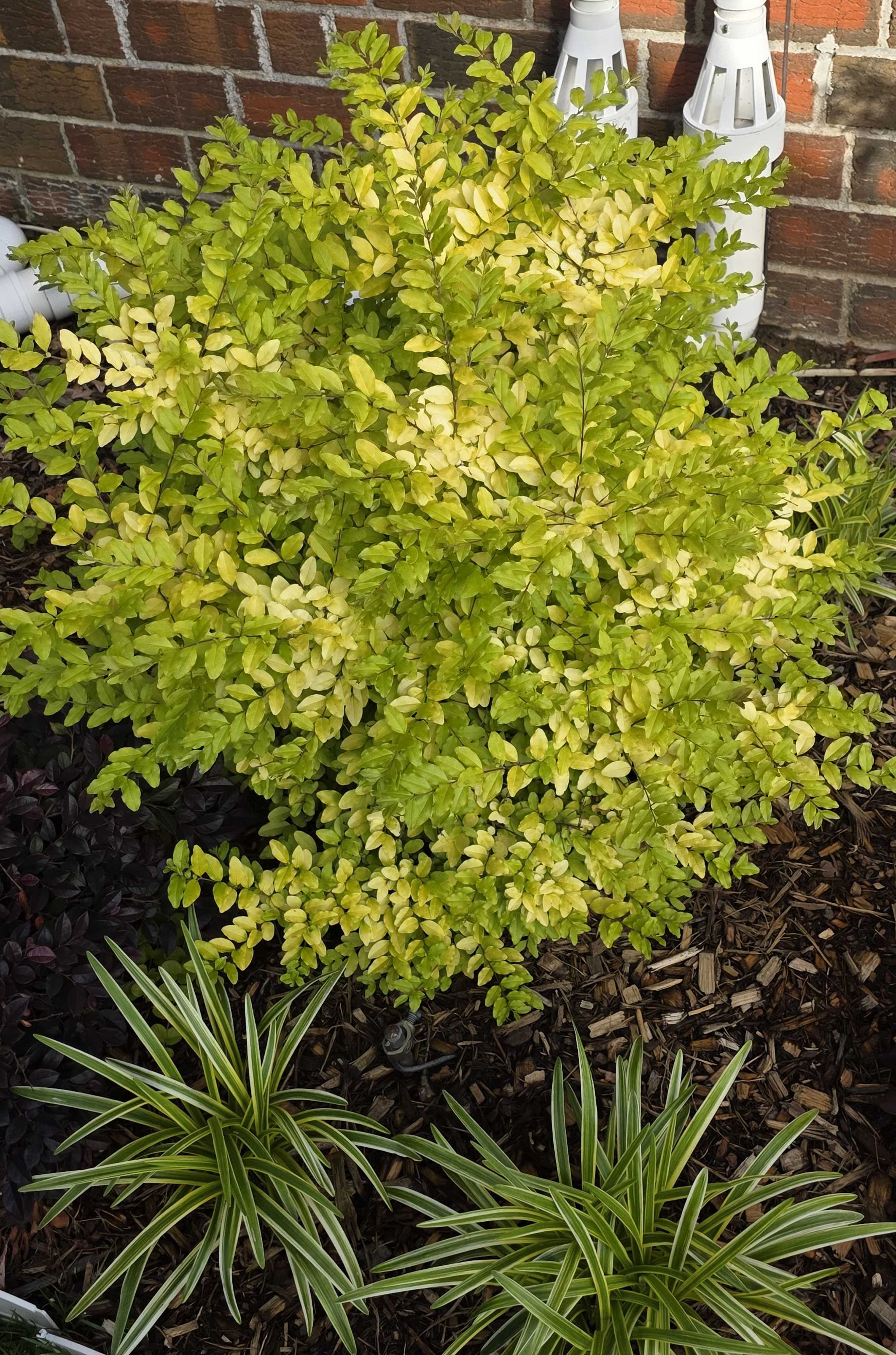 Sunshine ligustrum with variegated liriope and dark loropetalum