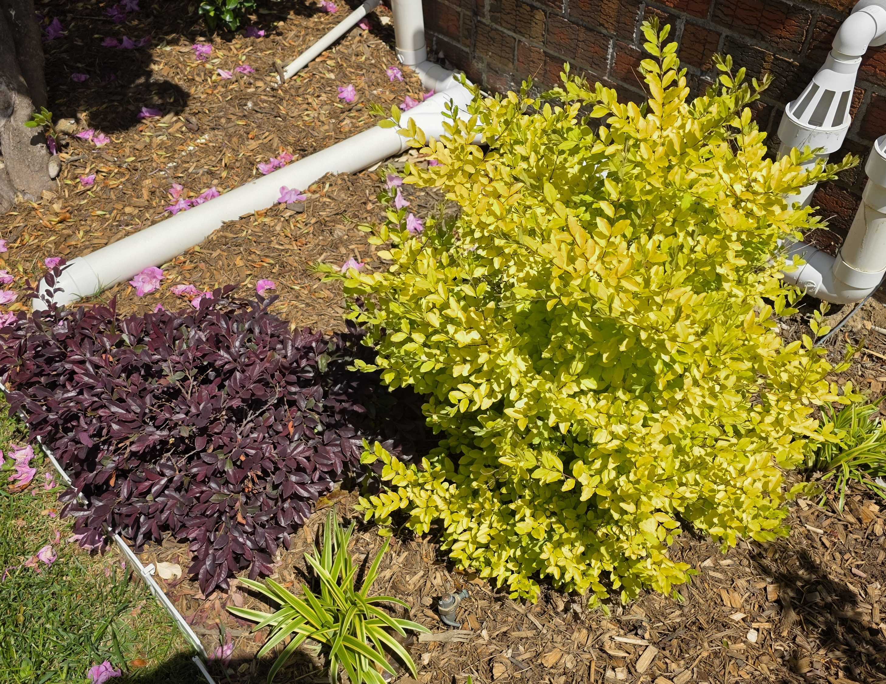 Sunshine ligustrum with purple loropetalum, young liriope, and rhododendron petals