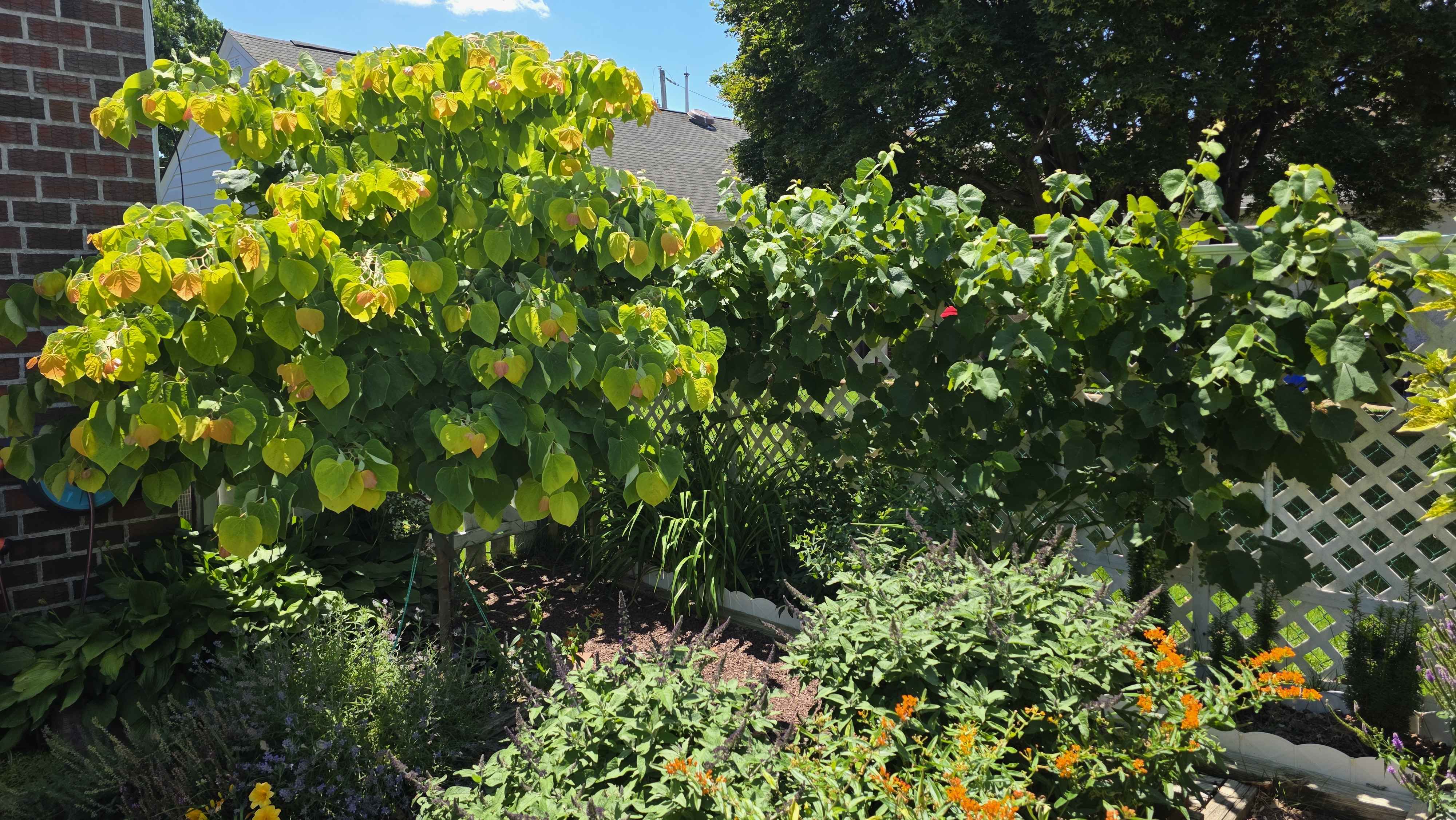 Wide back garden view with Rising Sun redbud, grapevine on lattice, orange milkweed, and dense summer planting