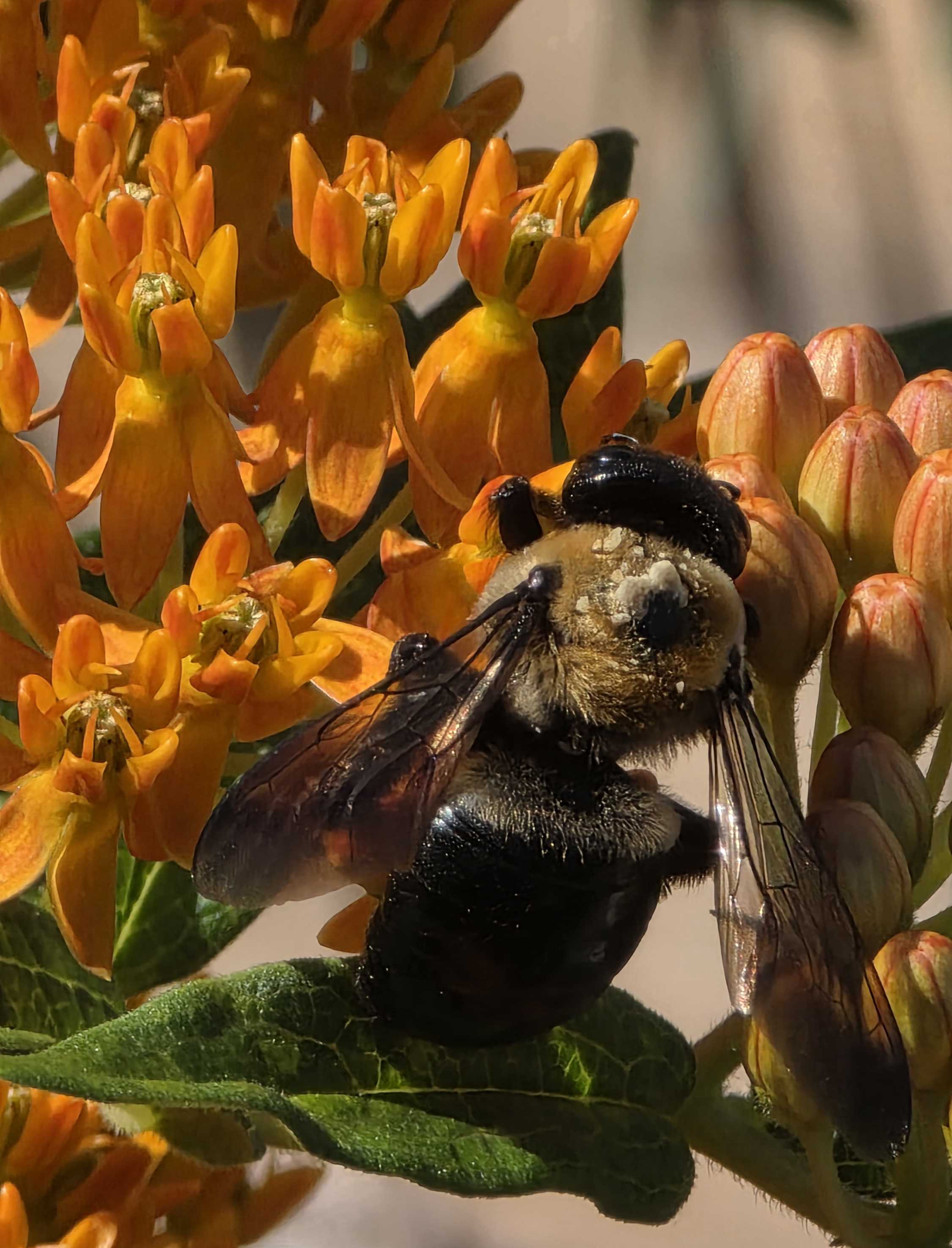 Large carpenter bee on orange milkweed flowers