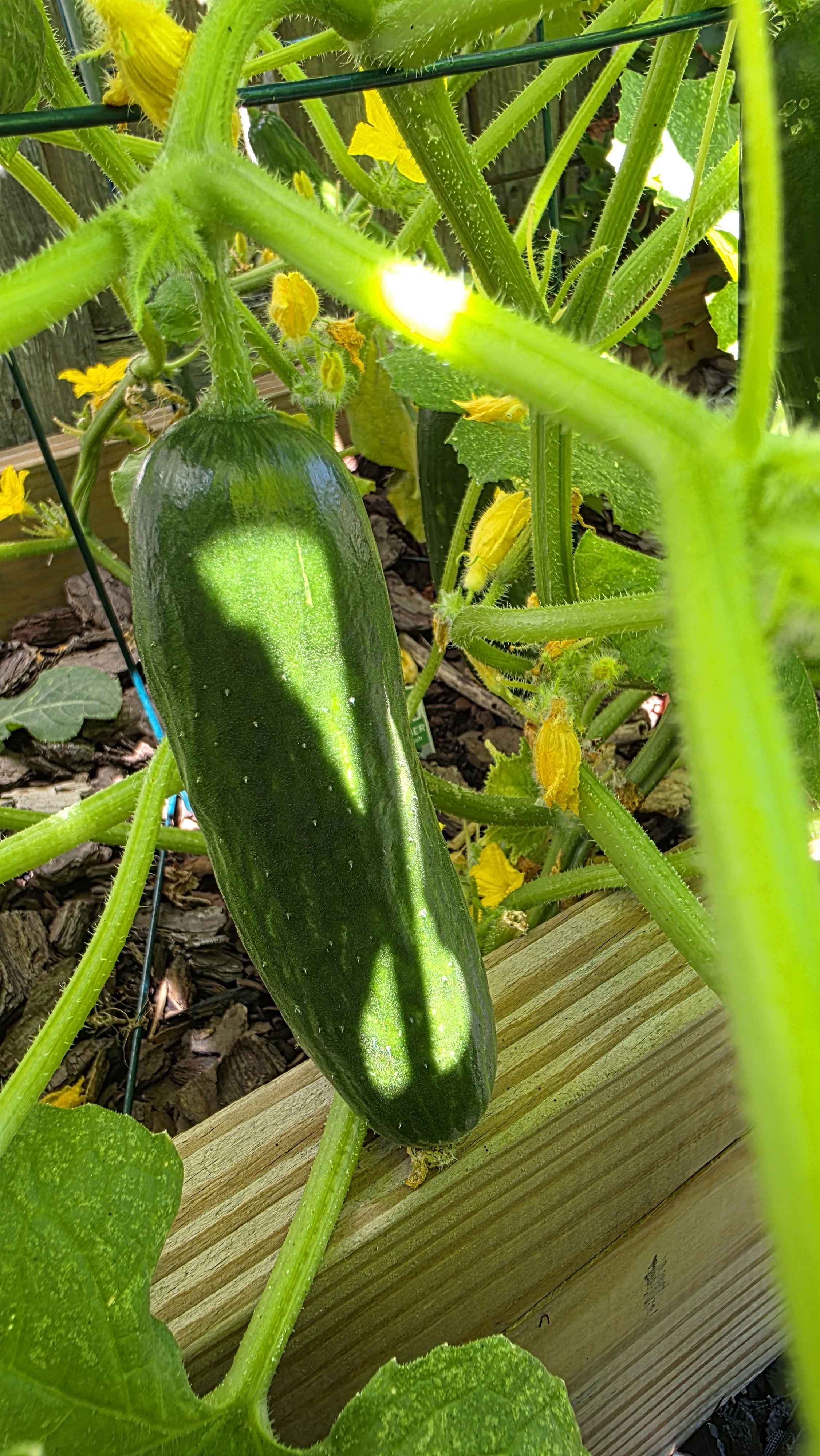 Large dark green cucumber fruit hanging from the vine with yellow blossoms around it