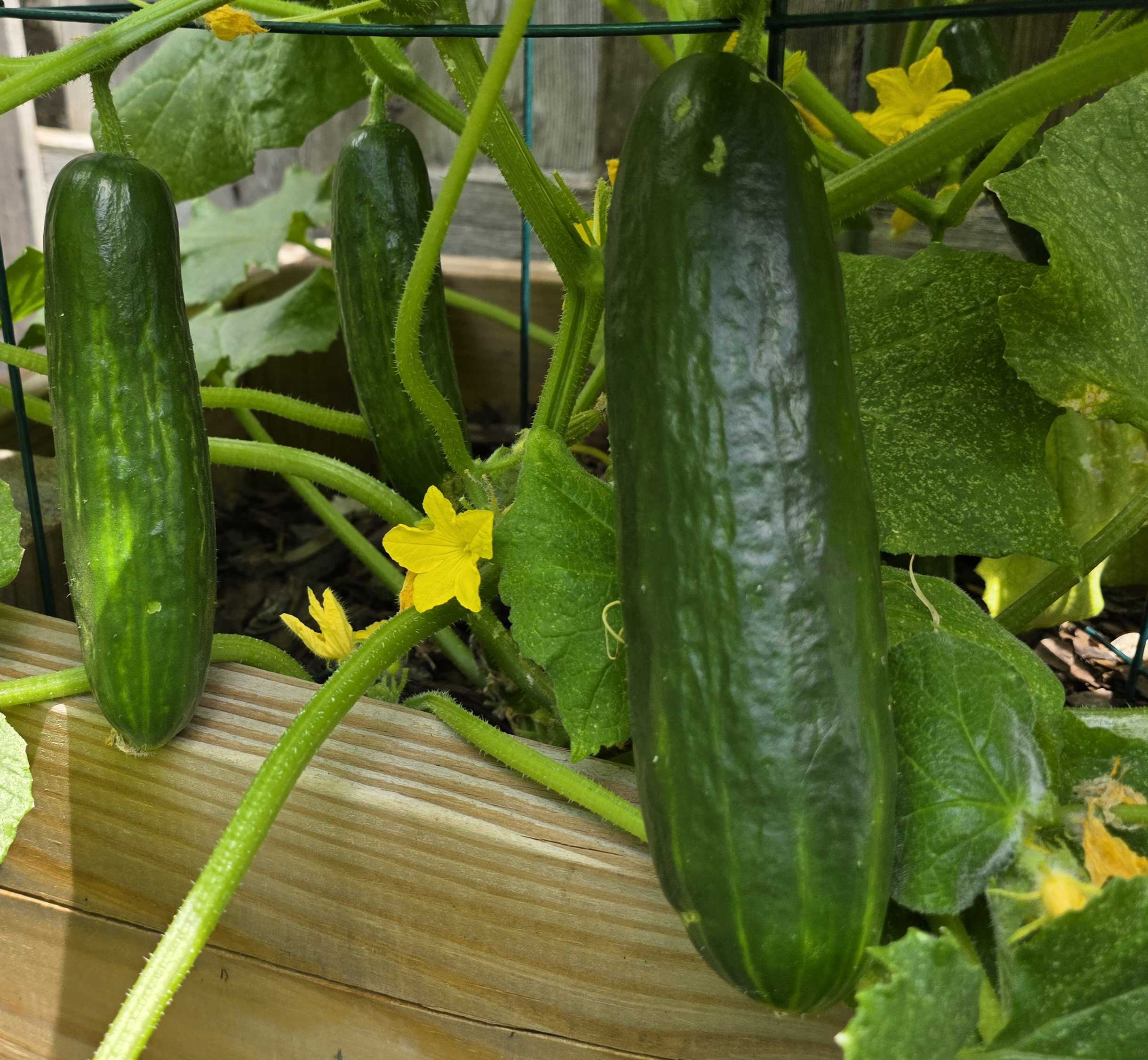 Several dark green cucumbers hanging from a healthy vine with yellow blossoms