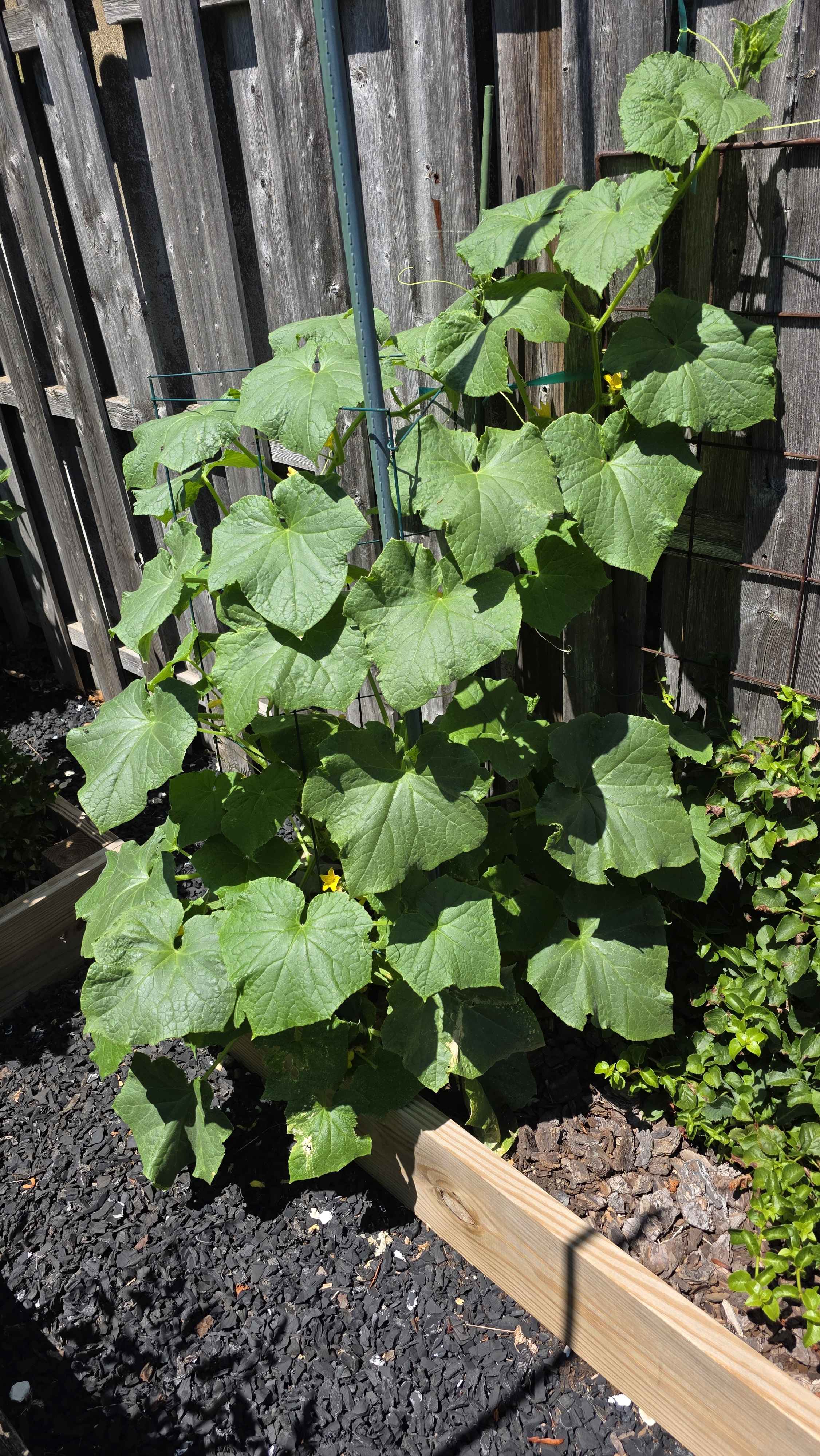 Healthy cucumber vine climbing a support in the raised vegetable bed