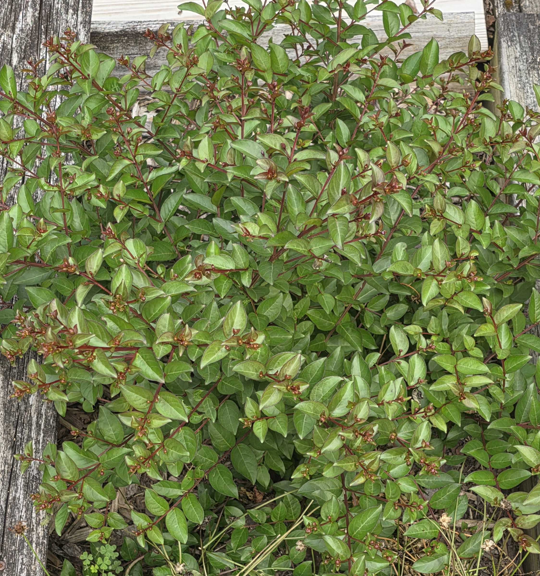 Dwarf crape myrtle foliage with red stems and many flower buds set