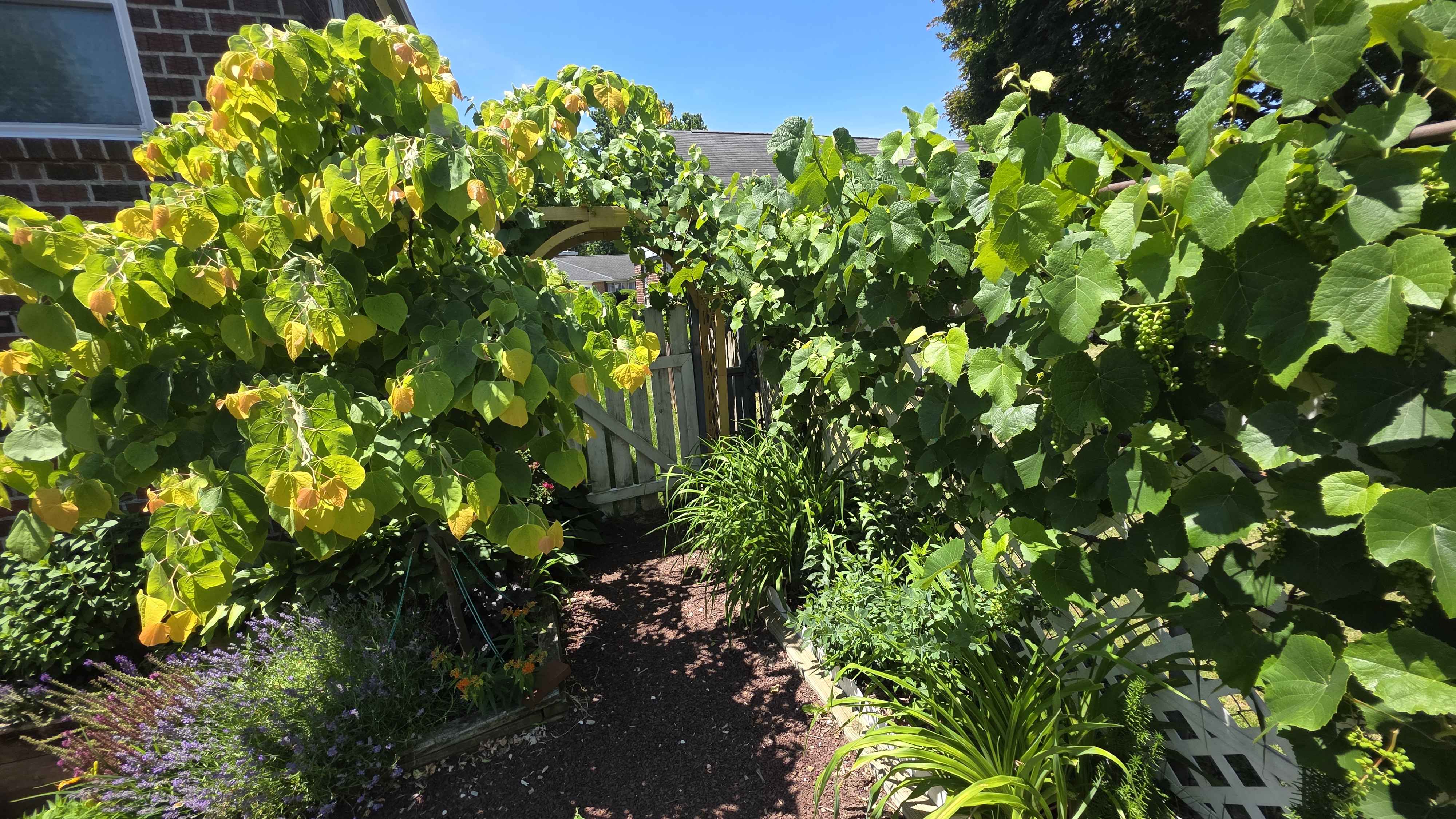 Garden arbor and gate enclosed by grapevine and Rising Sun redbud foliage