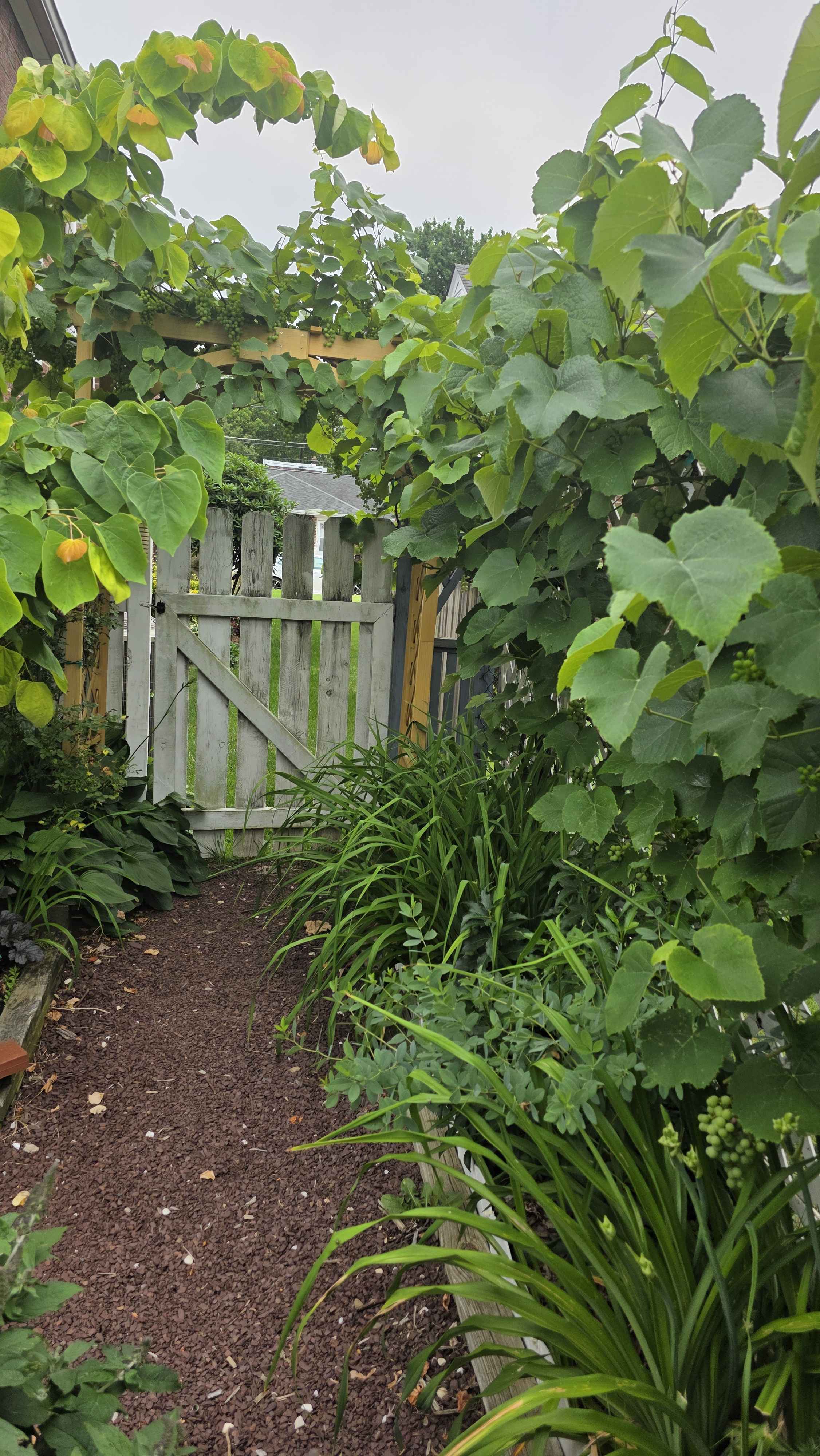 Grapevine heavily leafed out around a wooden arbor and garden gate with grape clusters visible