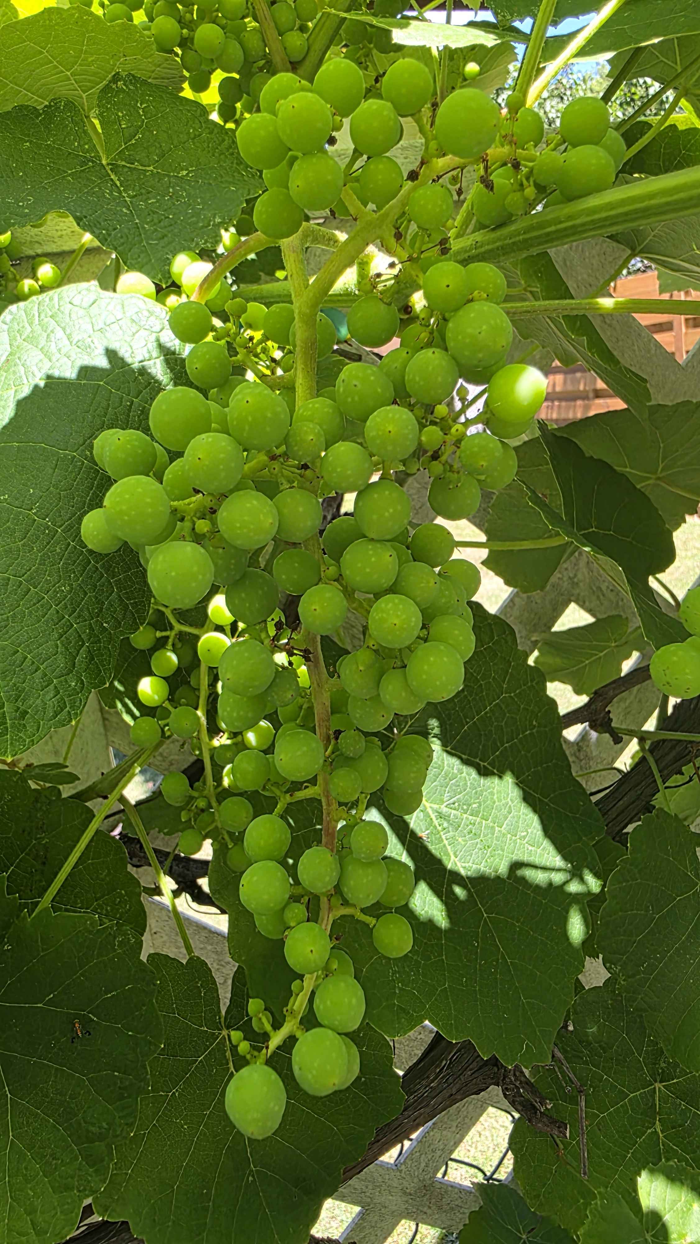 Close grapevine clusters with small green grapes under broad leaves