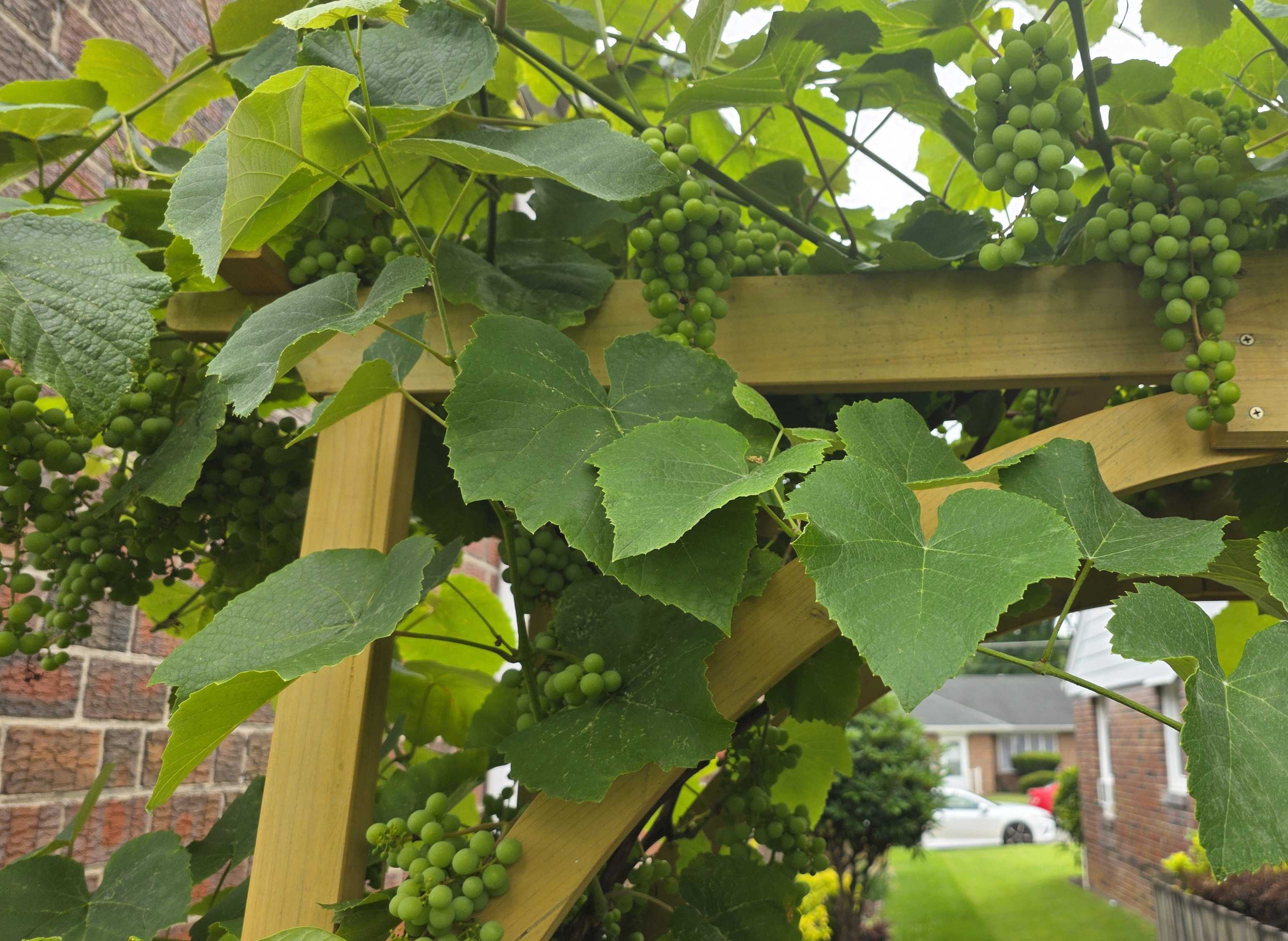 Many green grape clusters hanging from a grapevine trained over a wooden arbor