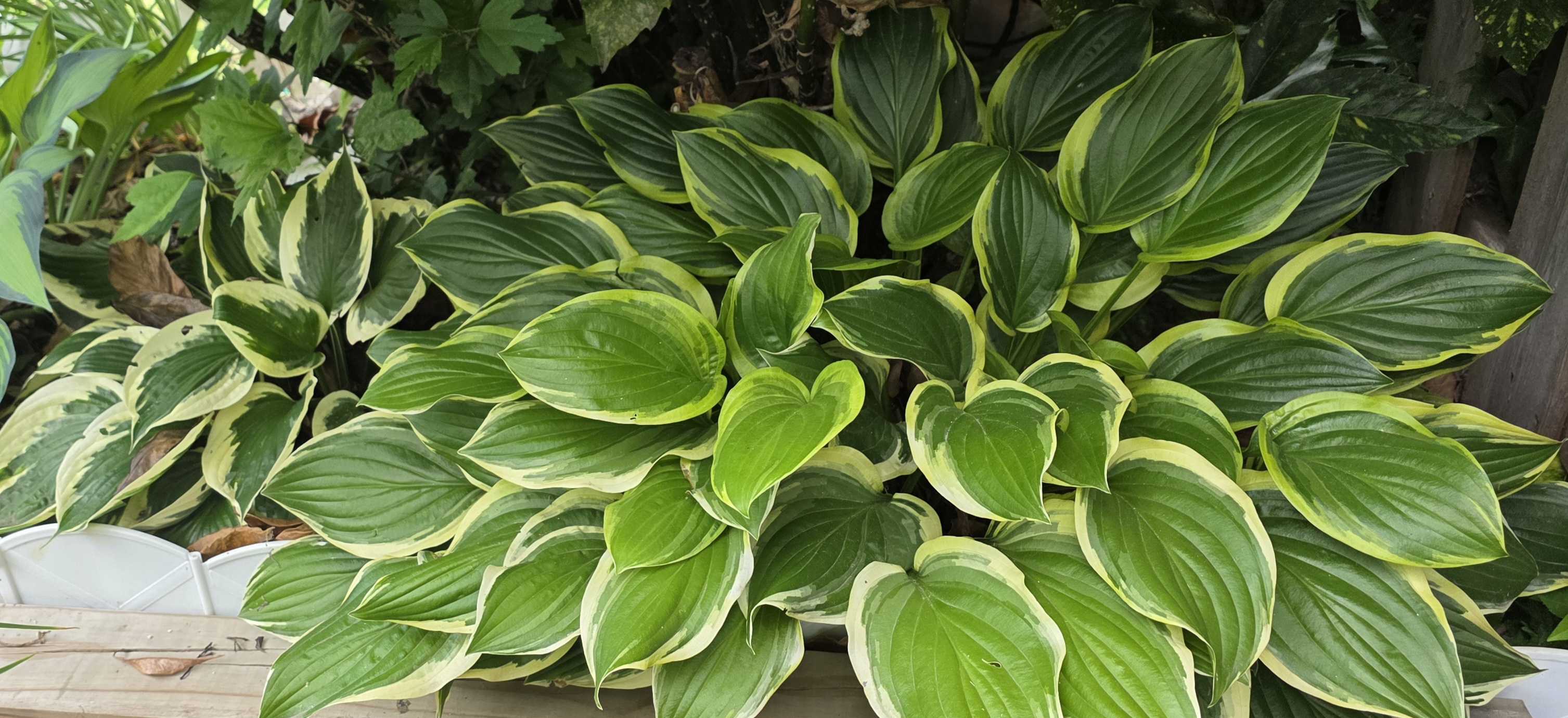 Variegated hostas filling the shaded border in June