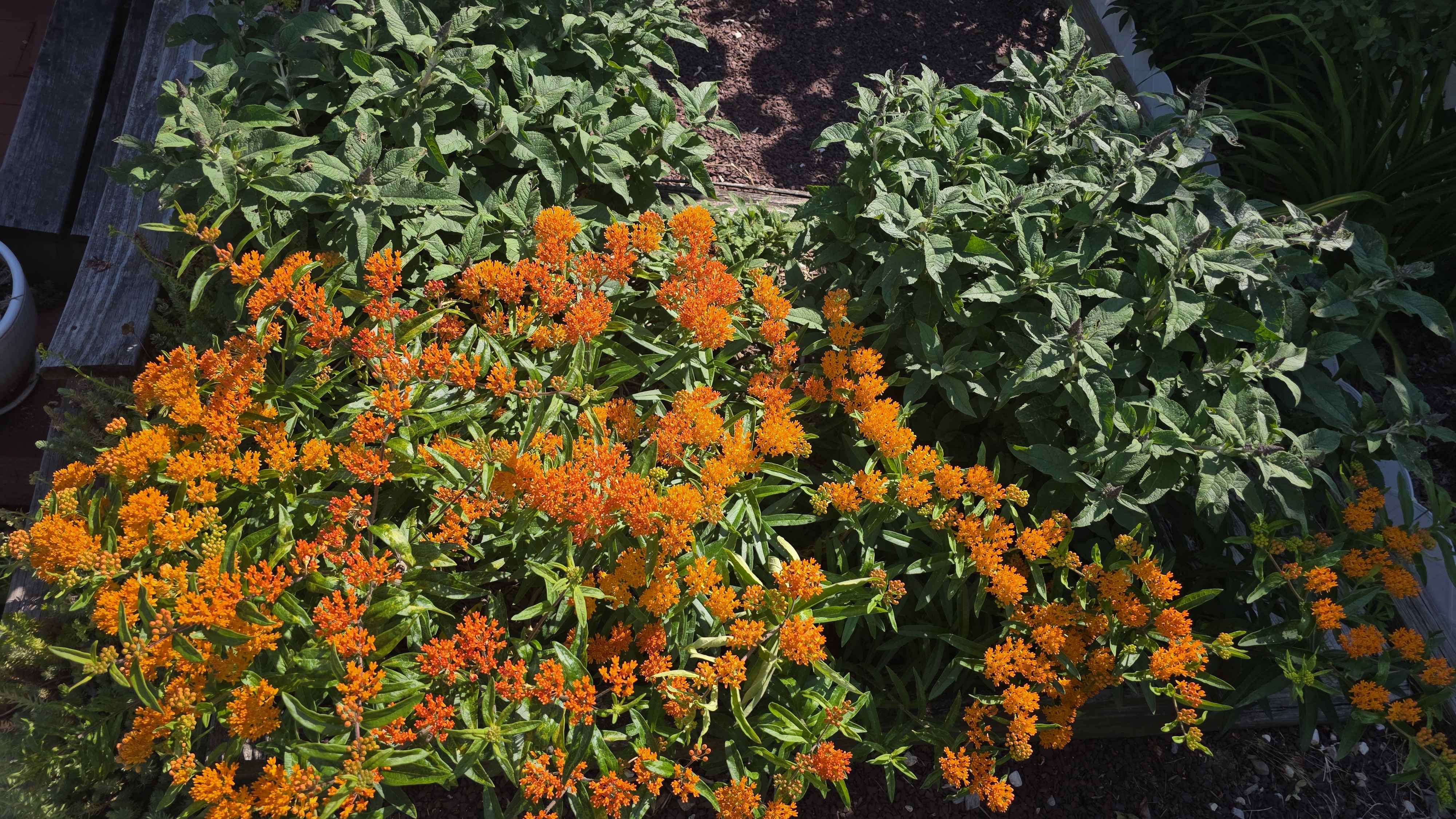 Orange milkweed blooming heavily in the raised mixed perennial bed