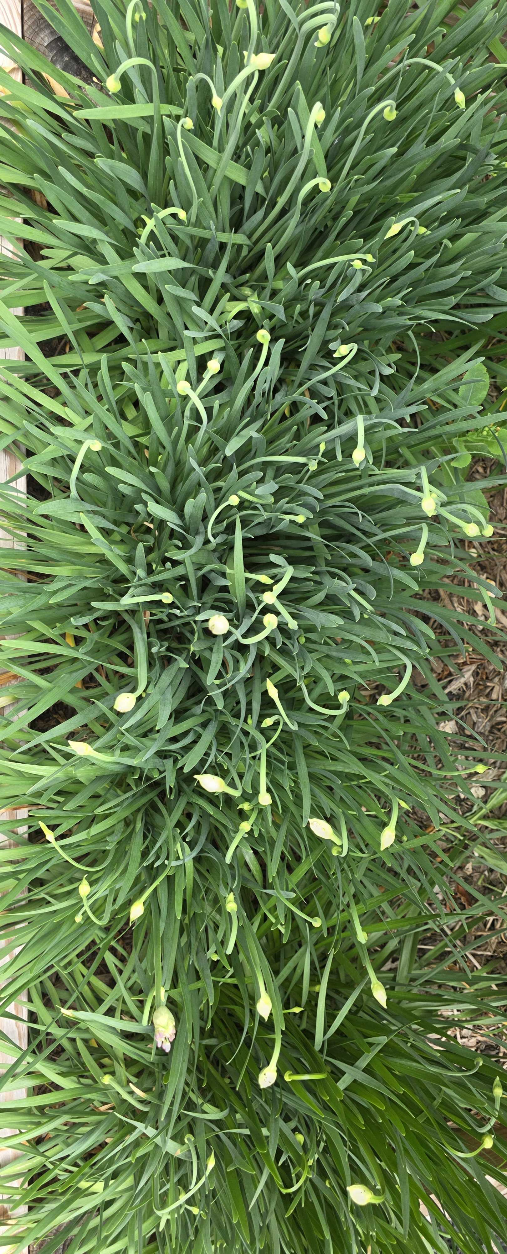 Ornamental onion foliage with pale curved flower scapes and unopened buds