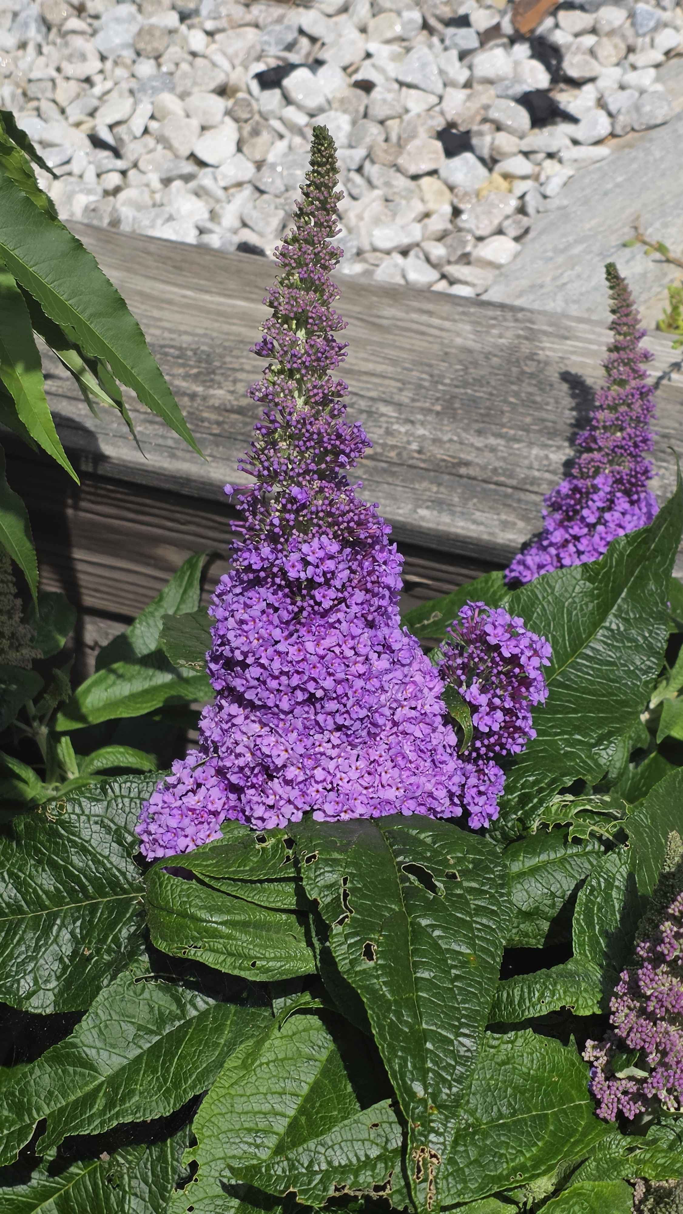 Pugster butterfly bush flower spike in full purple bloom