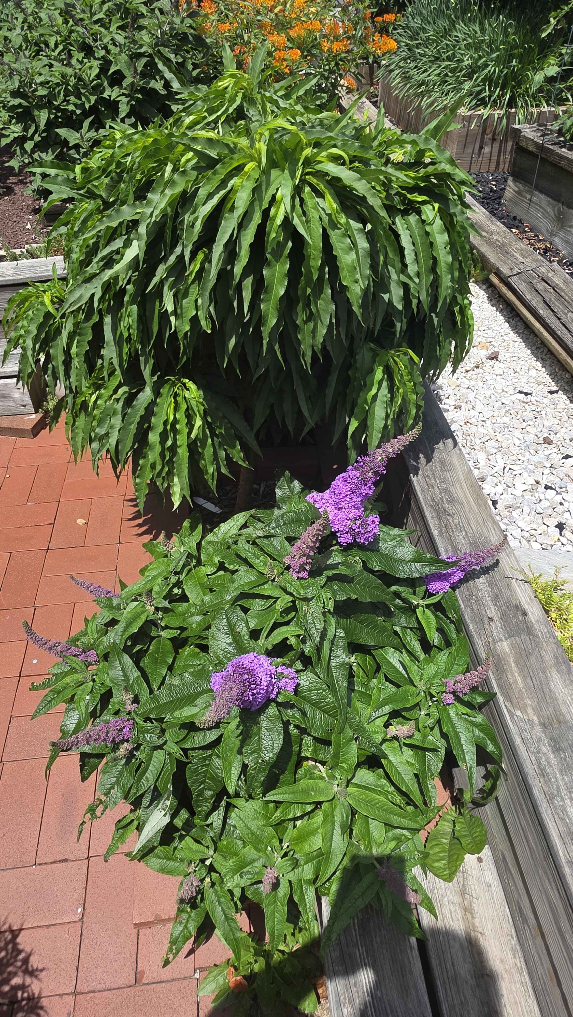 Pugster butterfly bush blooming purple below a leafy dwarf peach and near orange milkweed