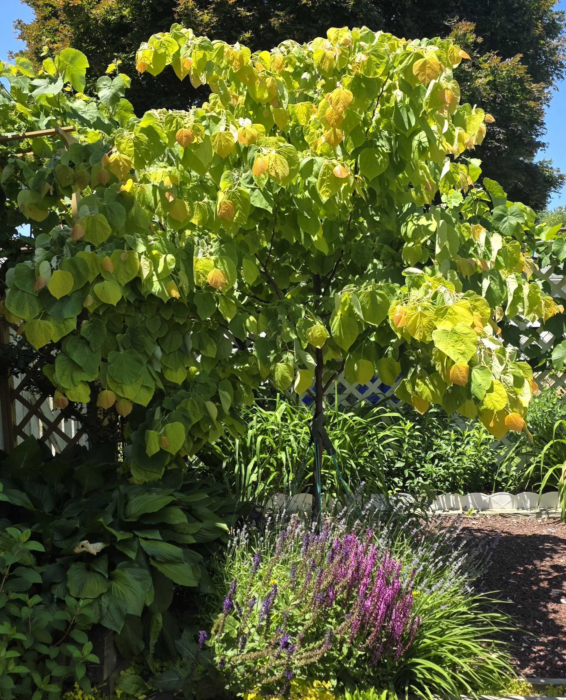 Rising Sun redbud glowing above purple salvia, hostas, and the arbor-side garden bed