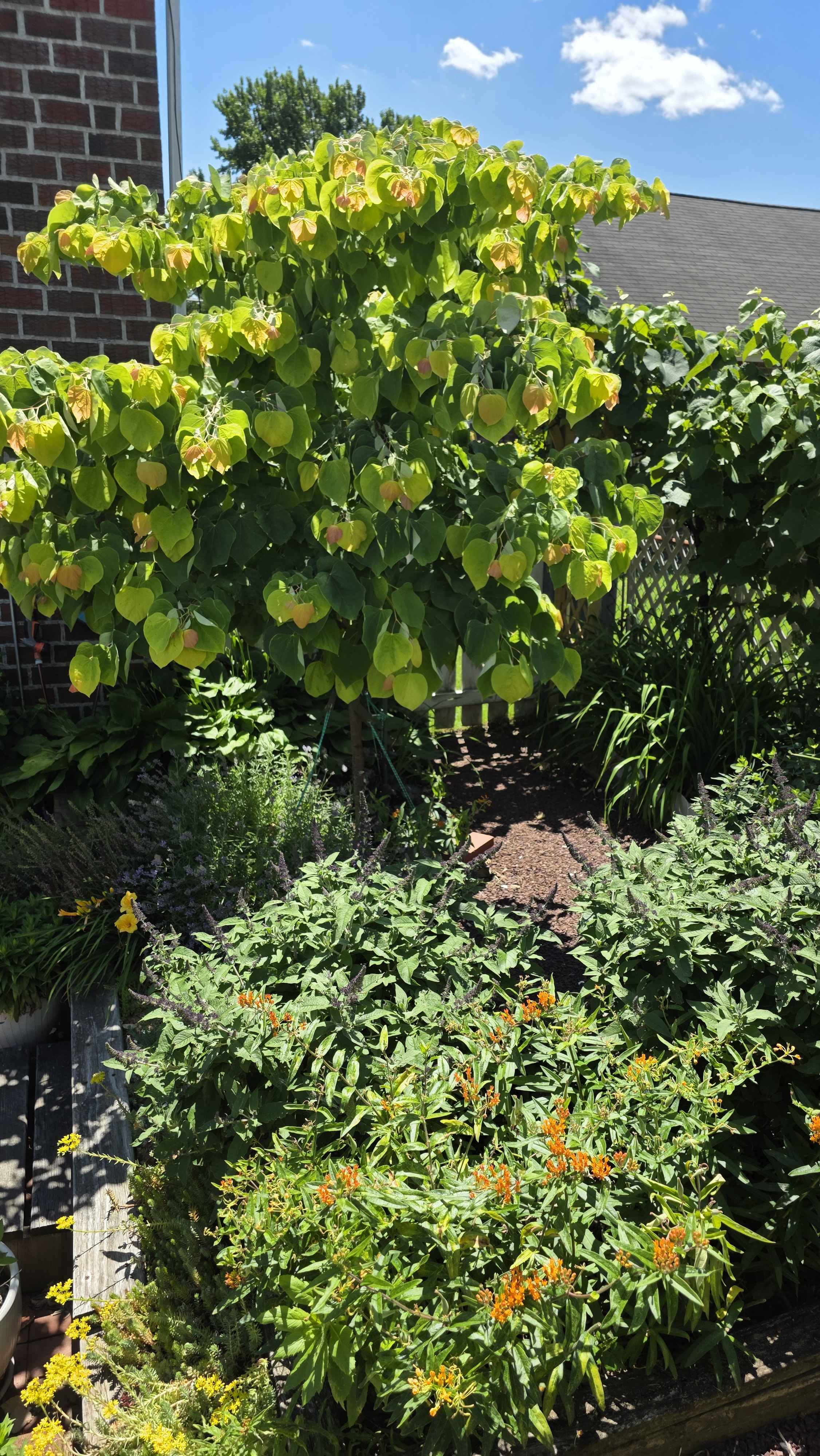 Rising Sun redbud canopy above a dense summer bed with orange milkweed in bloom